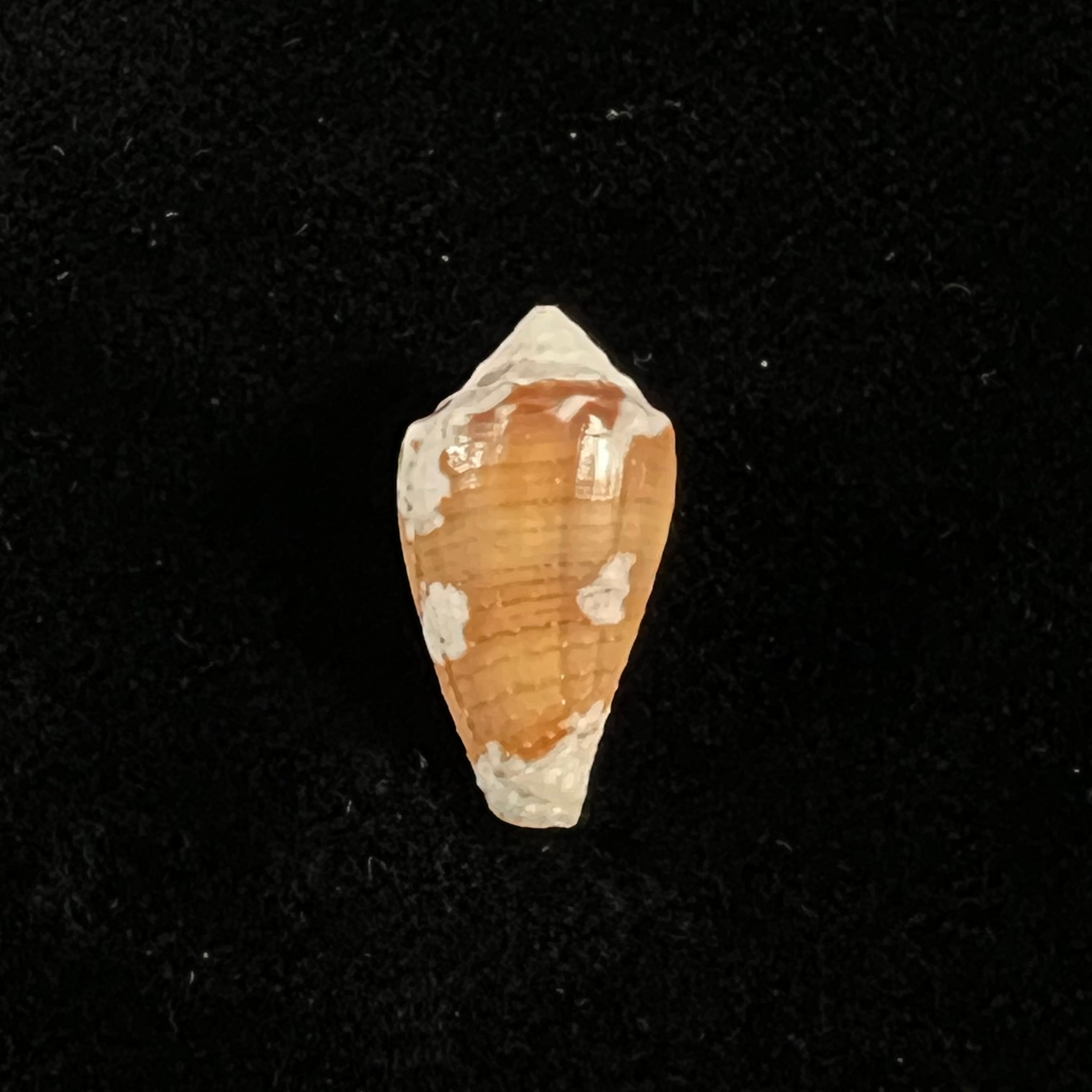 Conus archon Broderip, 1833 - 20,8mm