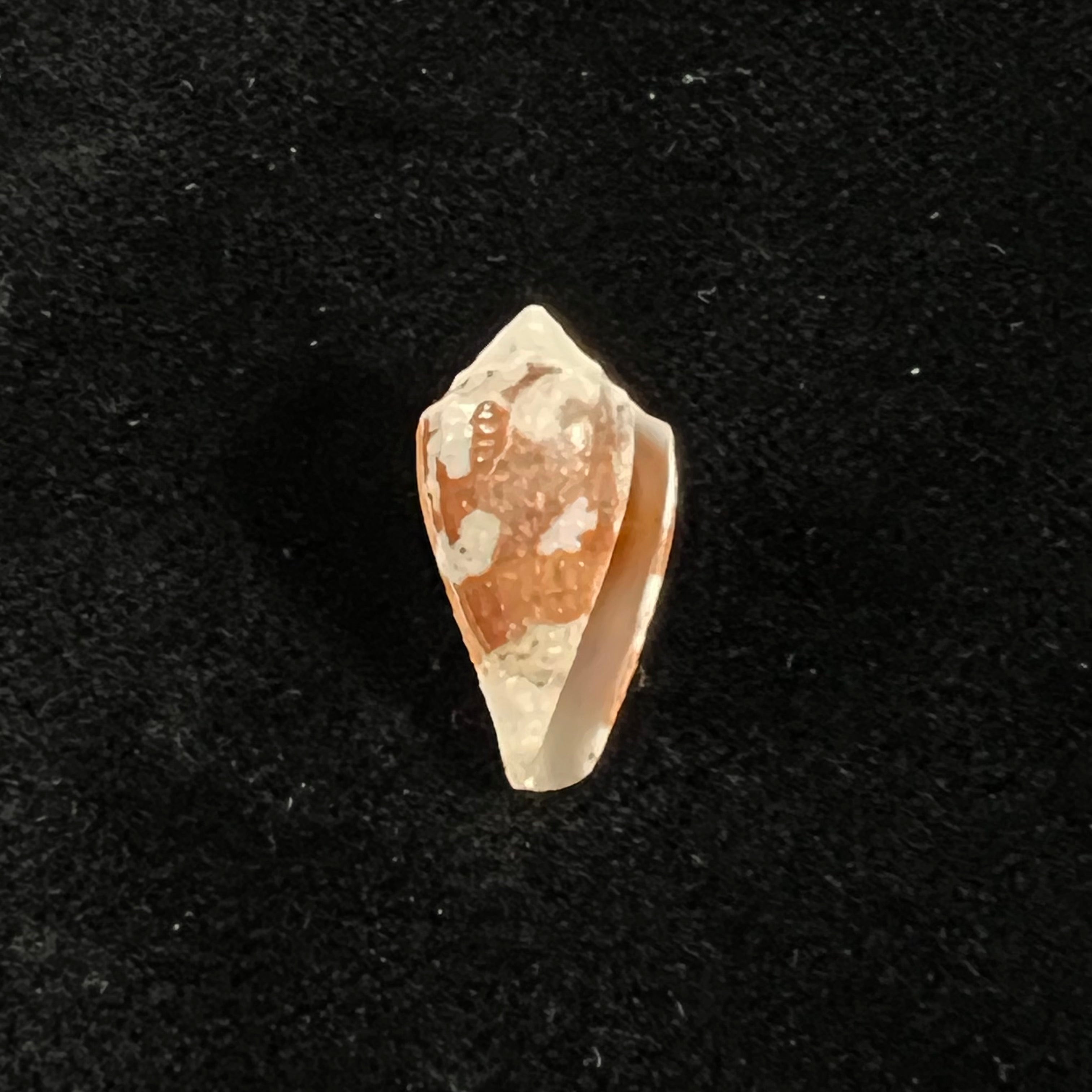 Conus archon Broderip, 1833 - 20,8mm