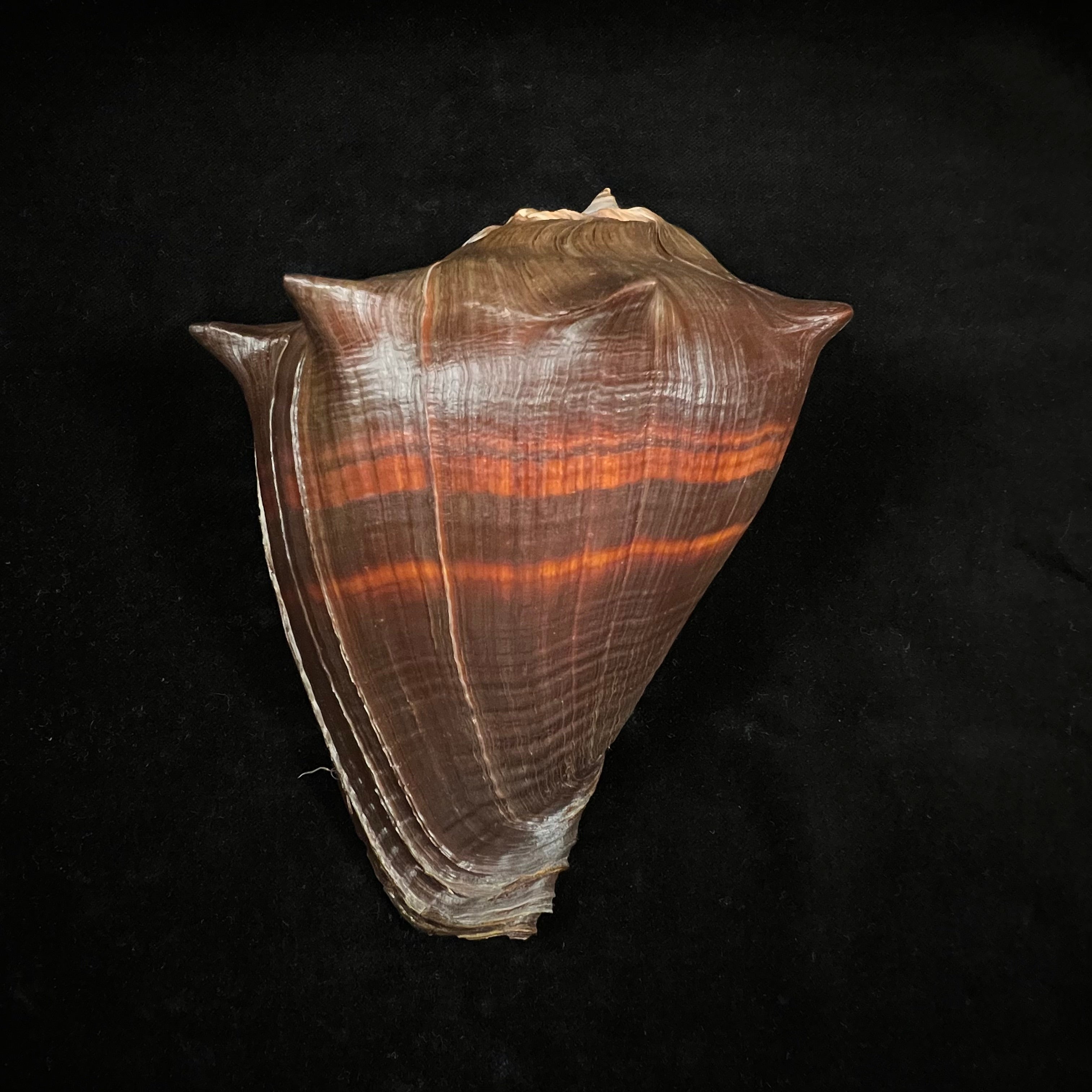 Melongena patula (Broderip & GB Sowerby I, 1829) - 141,5毫米