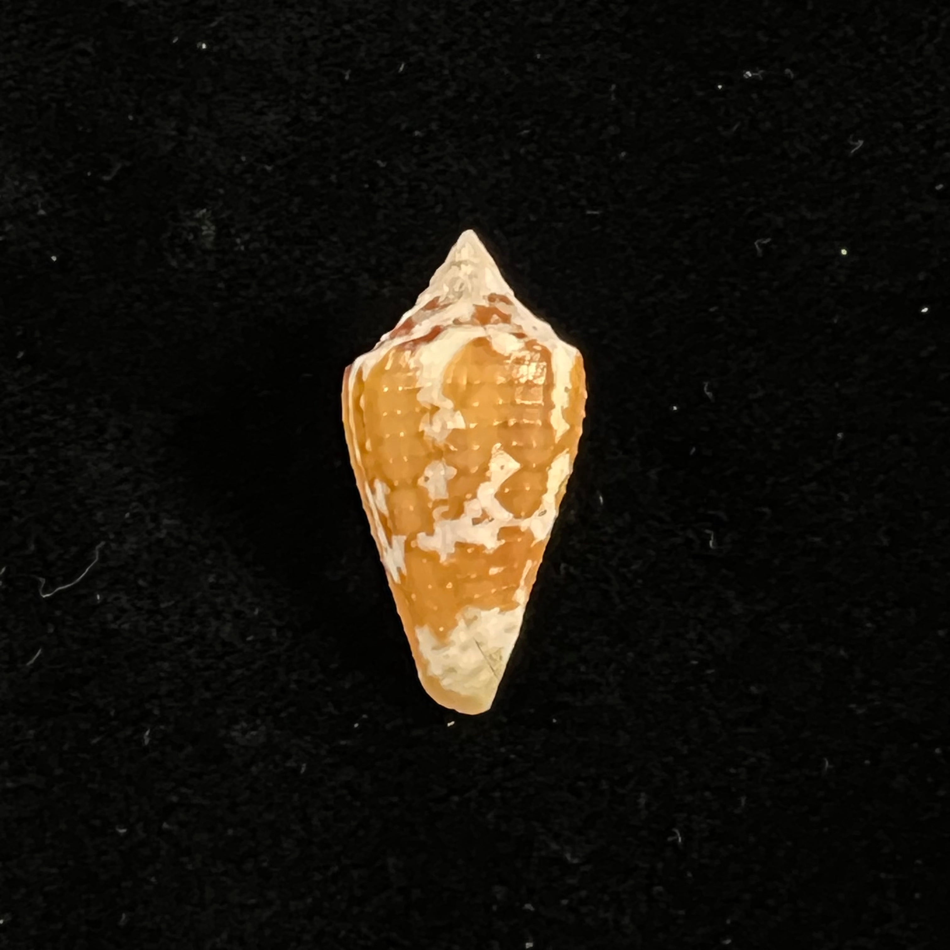 Conus archon Broderip, 1833 - 26,6mm