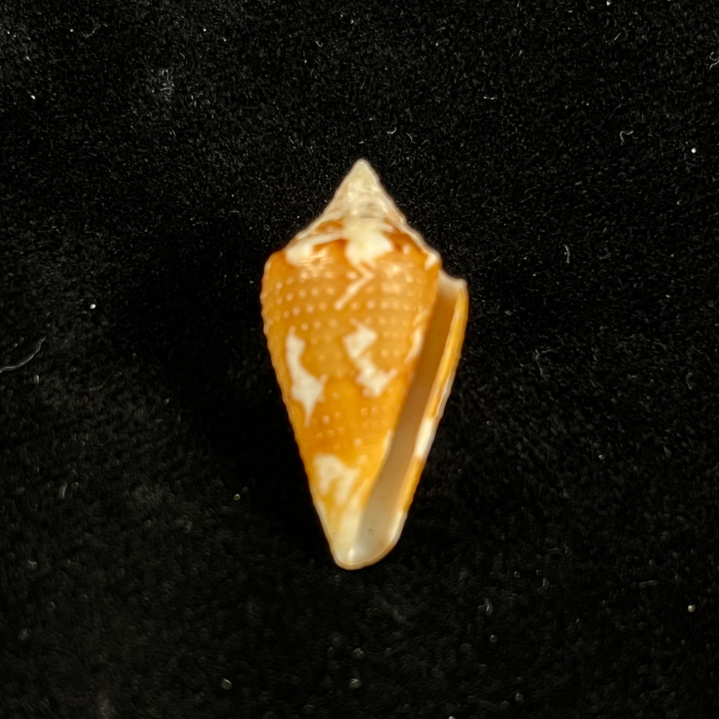 Conus archon Broderip, 1833 - 26,6mm