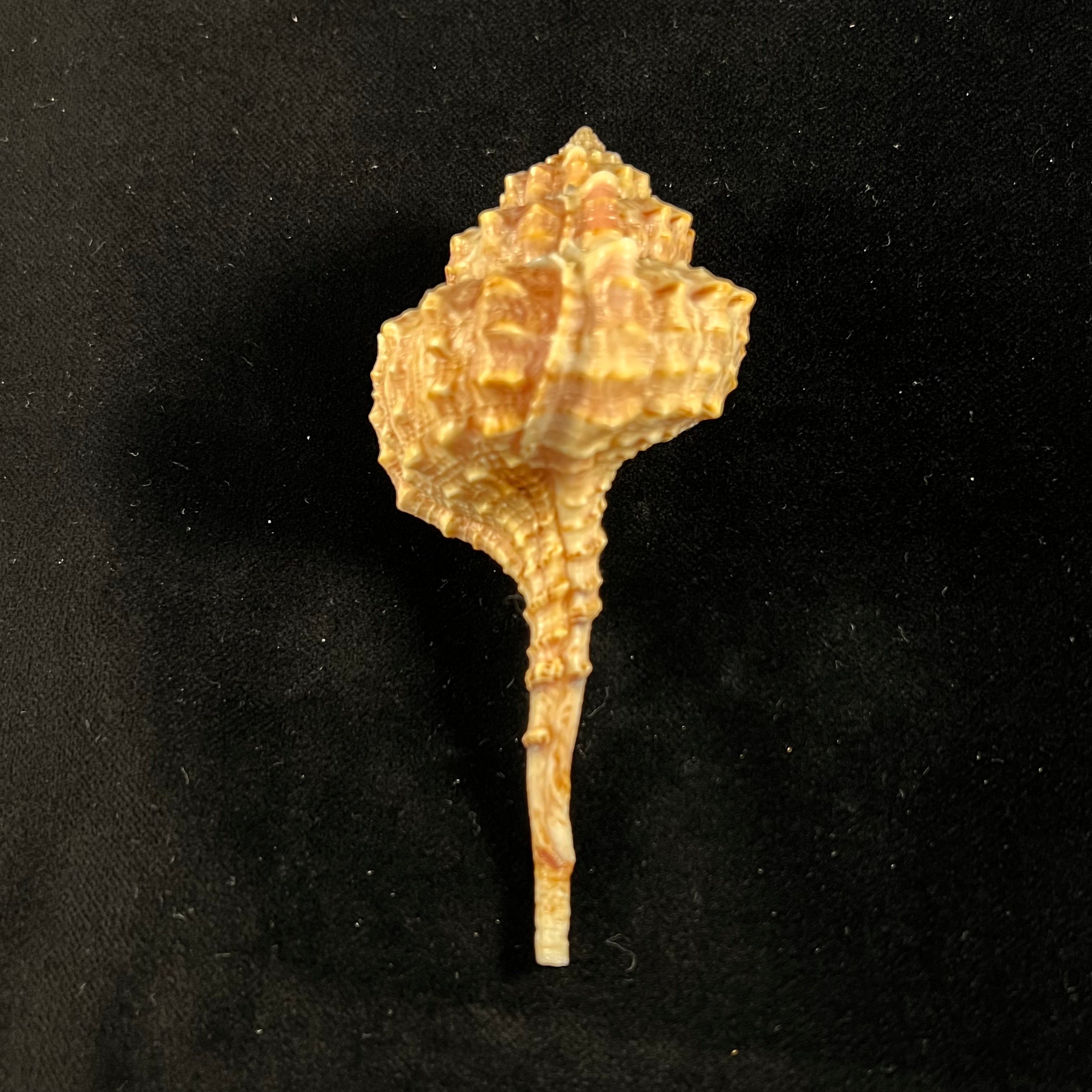Haustellum barbieri Houart, 1993 - 93mm