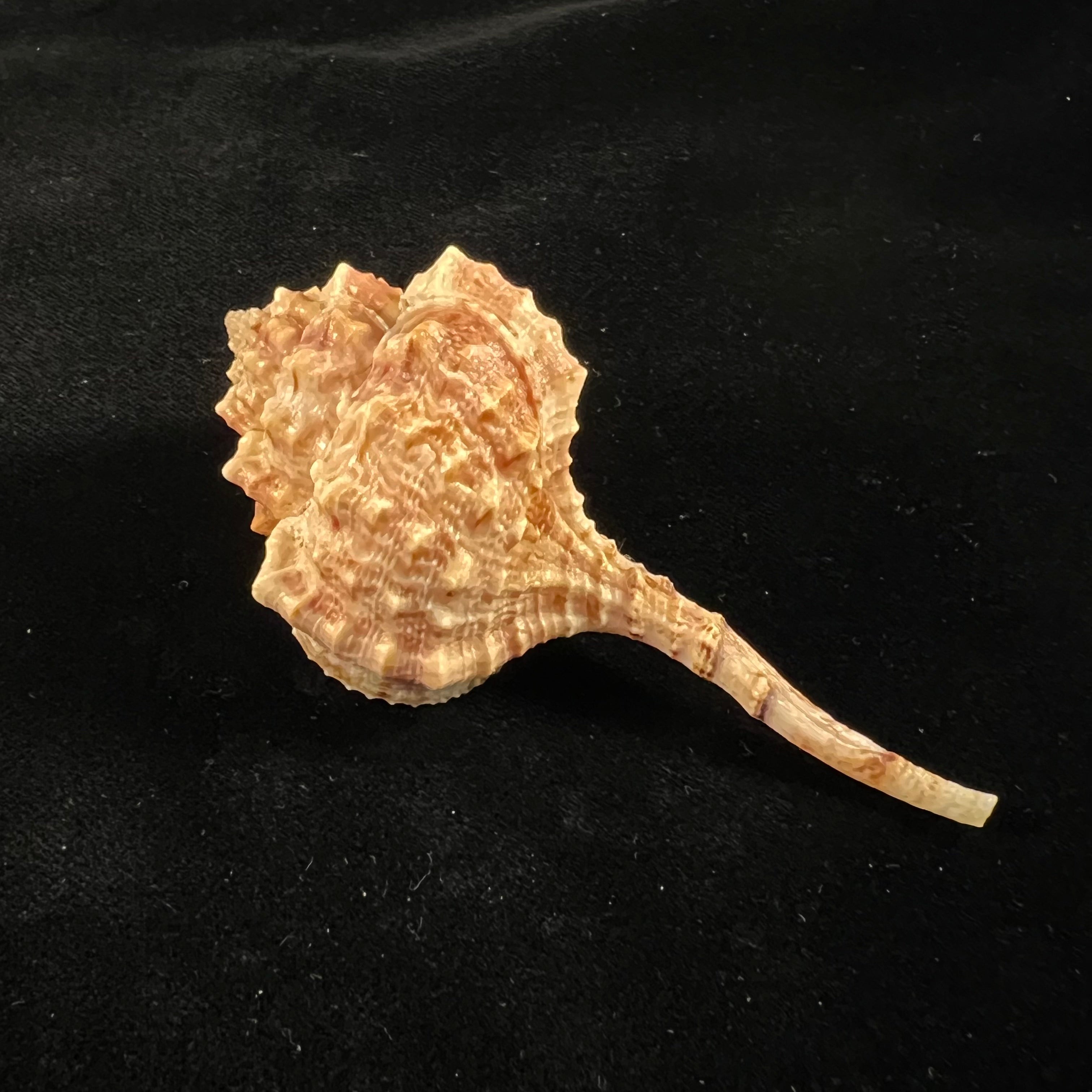 Haustellum barbieri Houart, 1993 - 93mm
