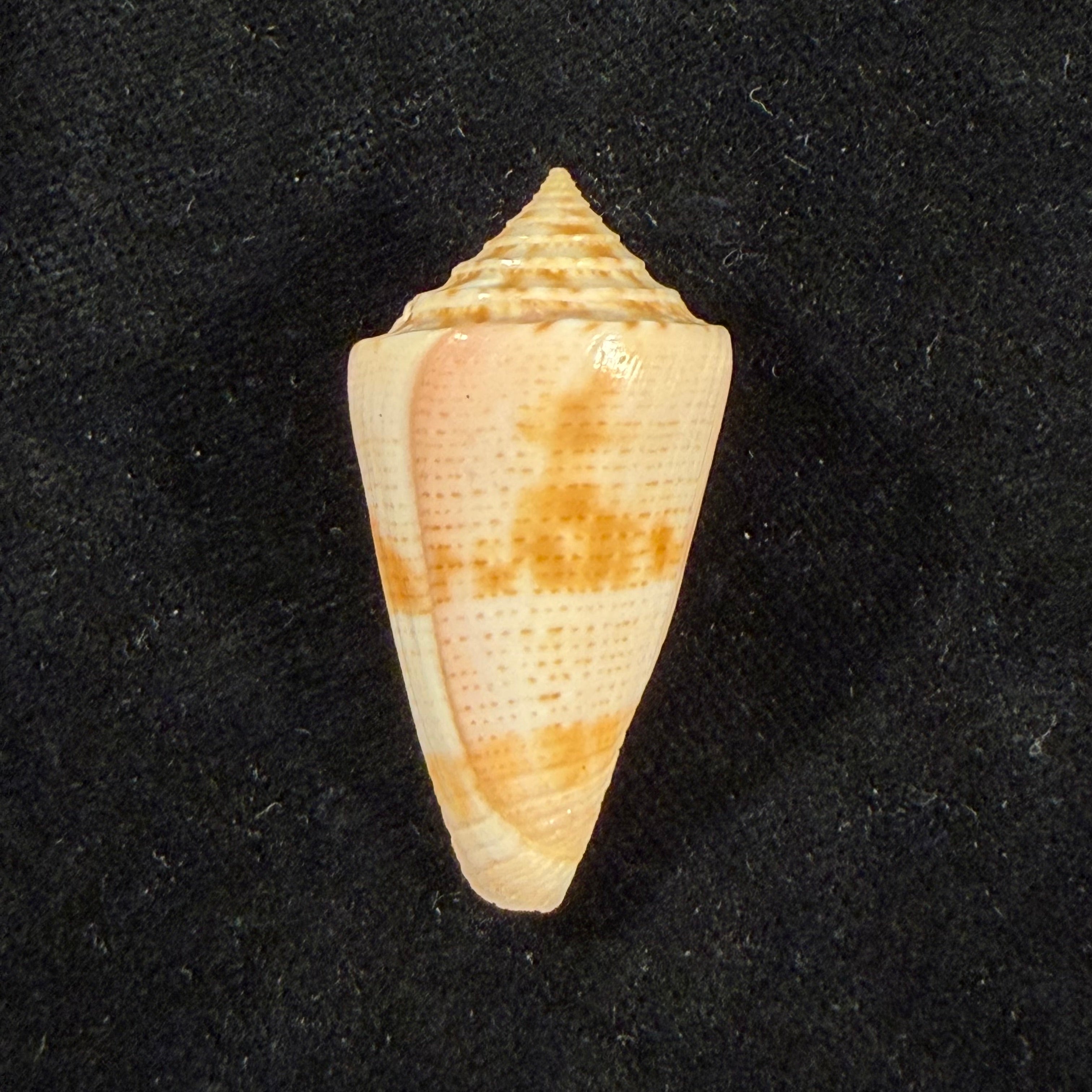 Conasprella mindana (Hwass in Bruguière, 1792) - 38,8mm