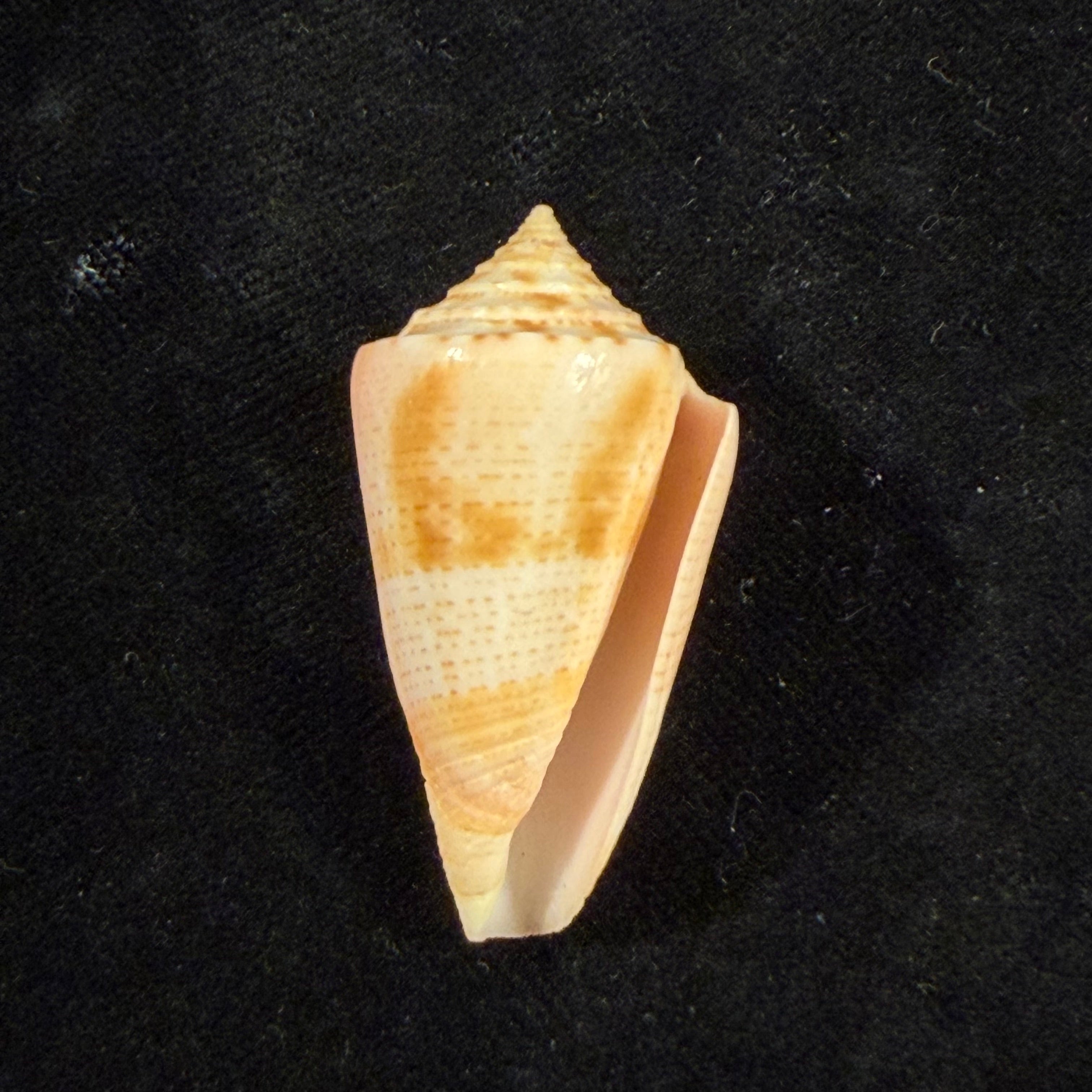 Conasprella mindana (Hwass in Bruguière, 1792) - 38,8mm