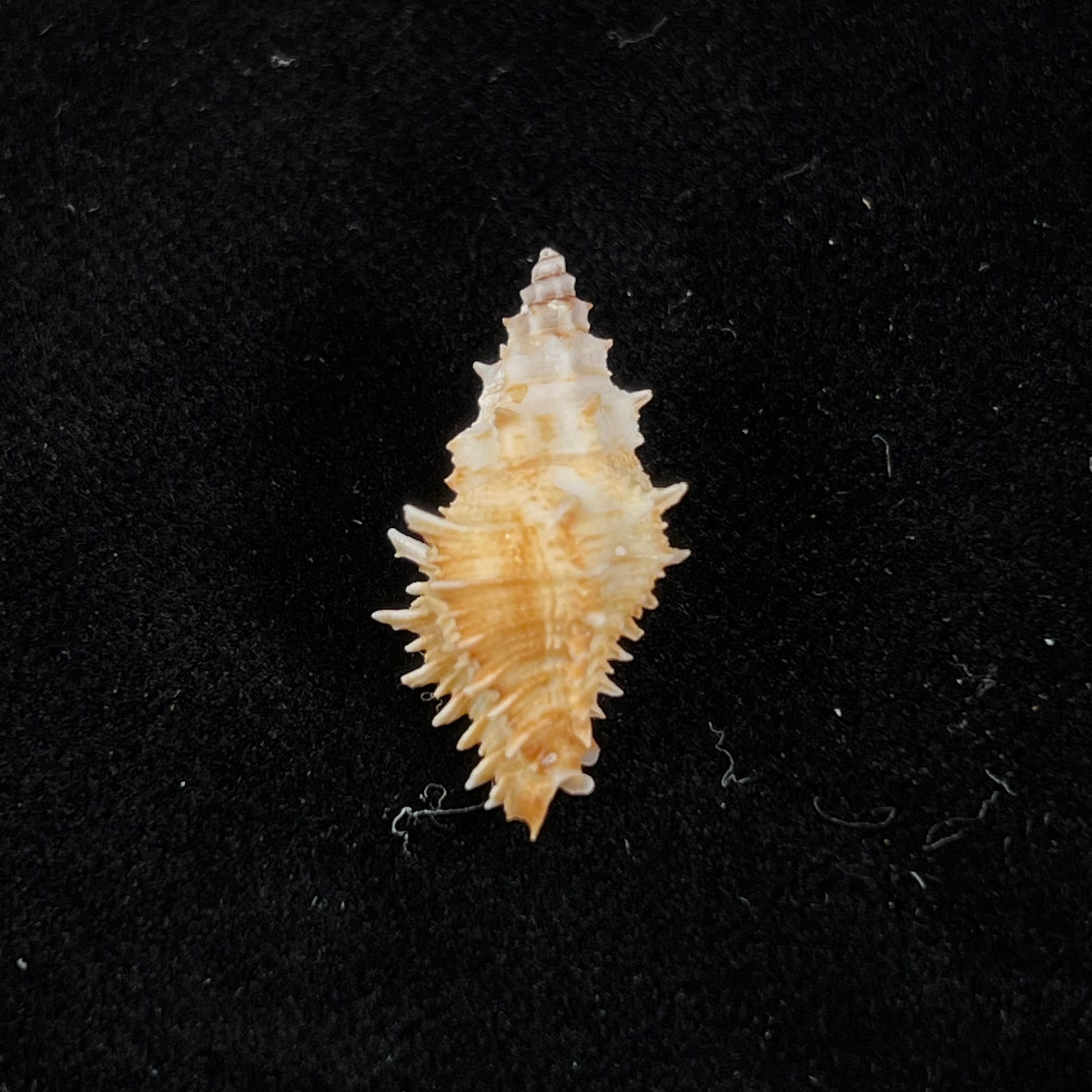Murexsul armatus (A. Adams, 1854) - 24mm