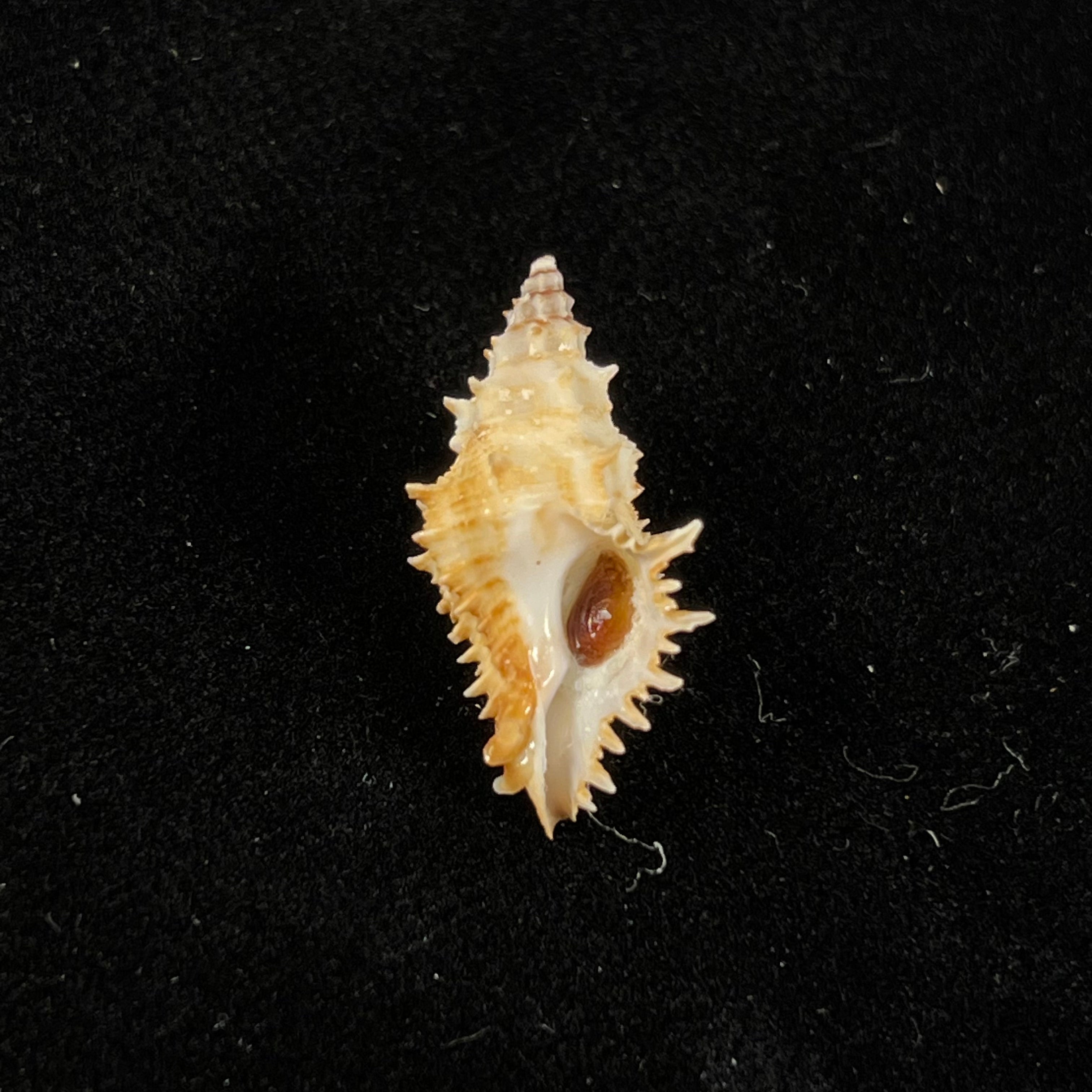 Murexsul armatus (A. Adams, 1854) - 24mm