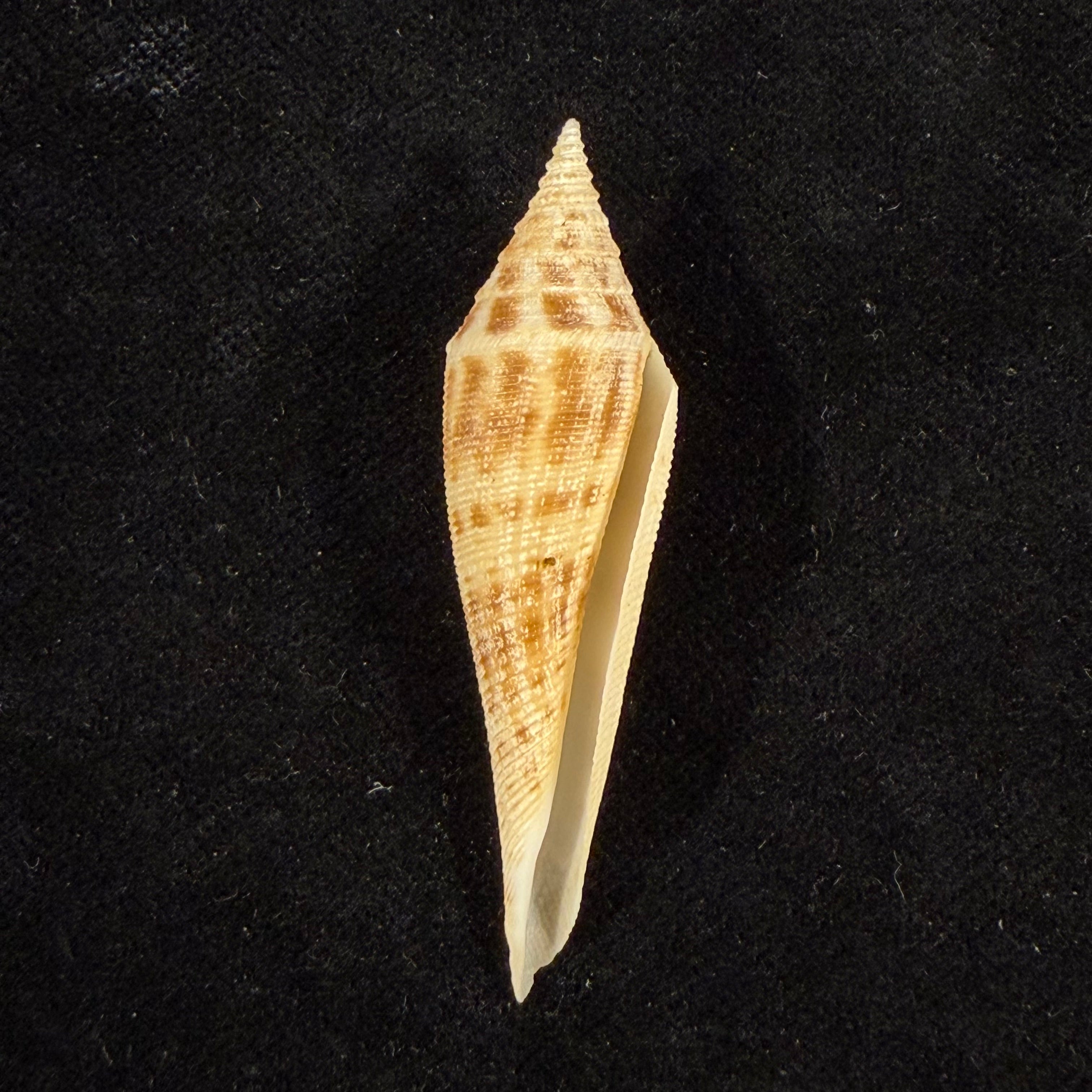 Conasprella edpetuchi (Monnier, Limpalaër, C. Roux & Berschauer, 2015) - 53mm