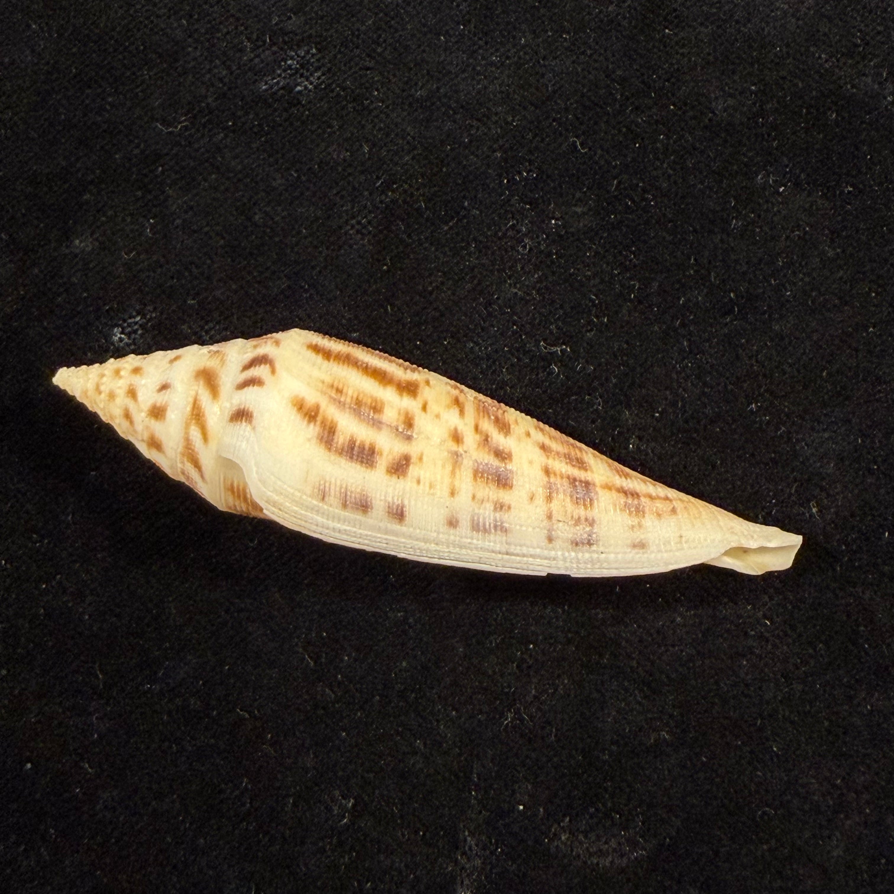 Conasprella edpetuchi (Monnier, Limpalaër, C. Roux & Berschauer, 2015) - 69,9mm