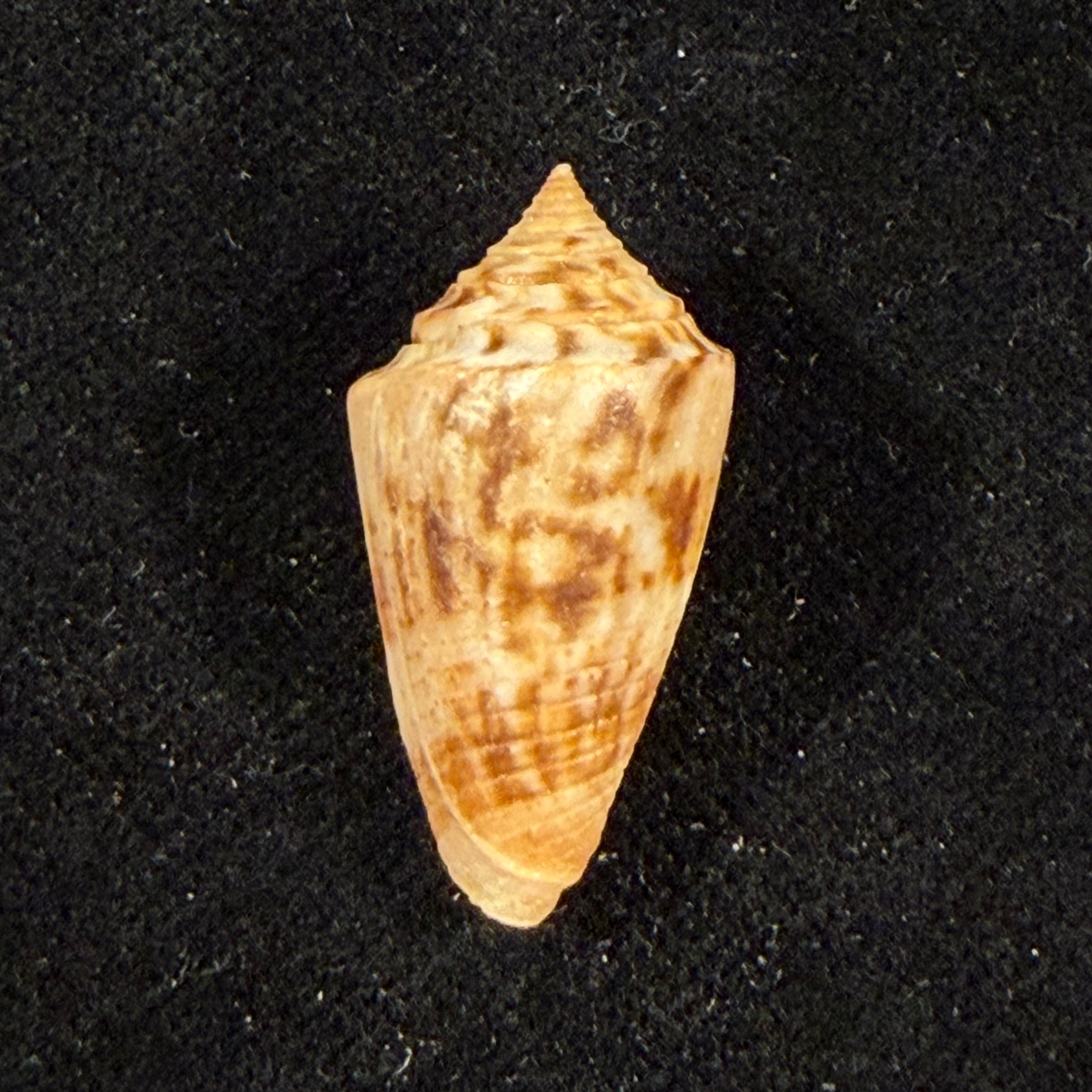 Conasprella simonei Petuch & Myers, 2014 - 27,3mm