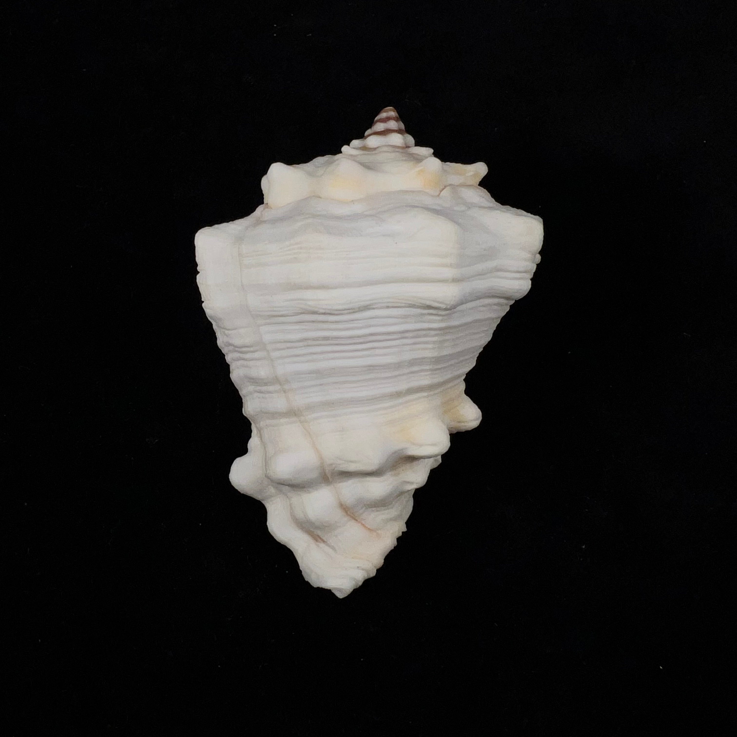 Volutella muricata(出生于 1778 年)- 79 毫米