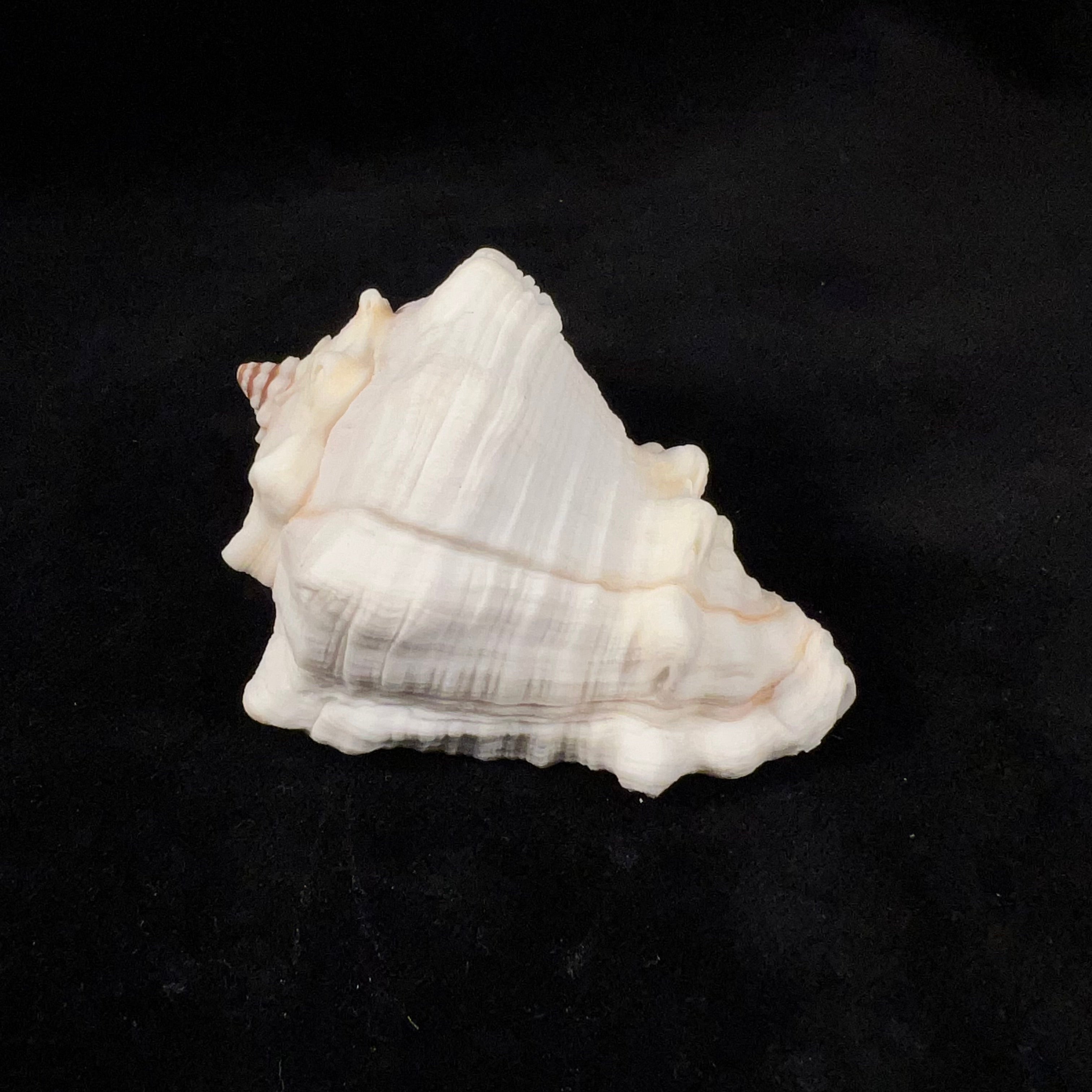 Volutella muricata(出生于 1778 年)- 79 毫米