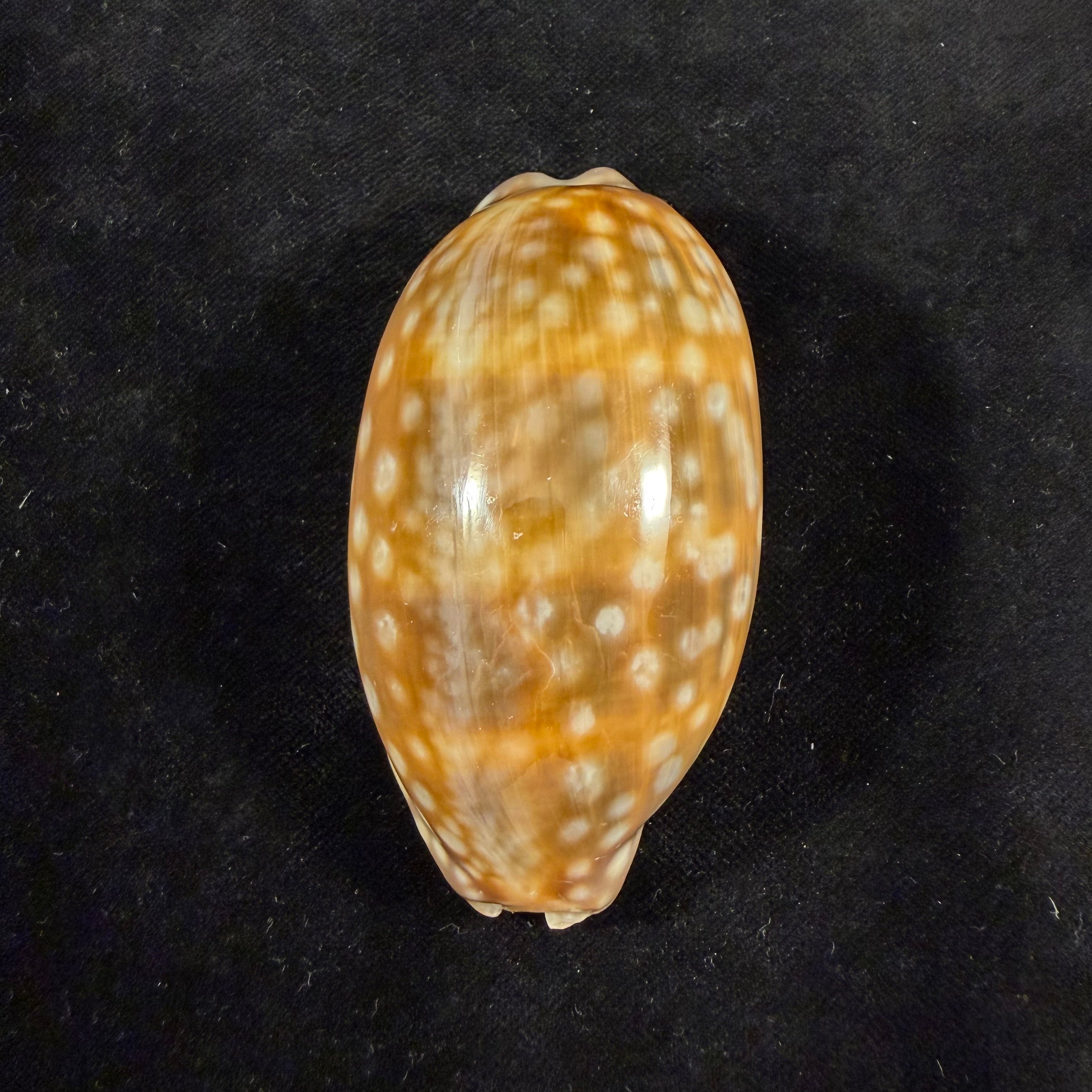 Macrocypraea zebra dissimilis Schilder, 1924 - 77,7mm
