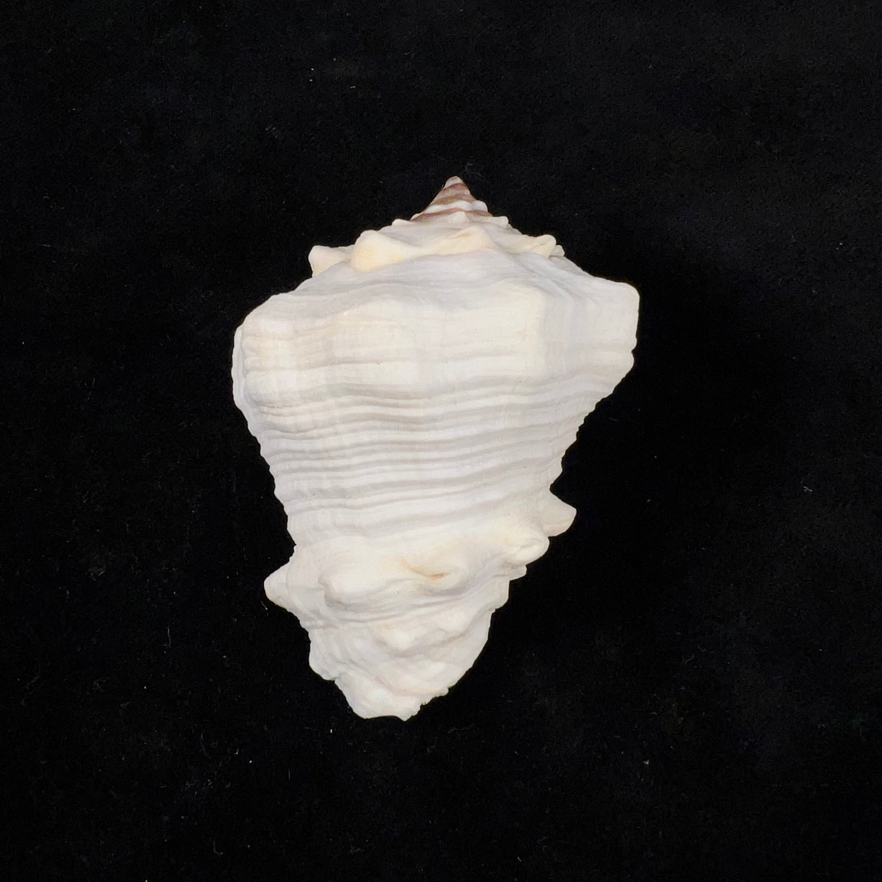 Volutella muricata(出生于 1778 年)- 69,3mm