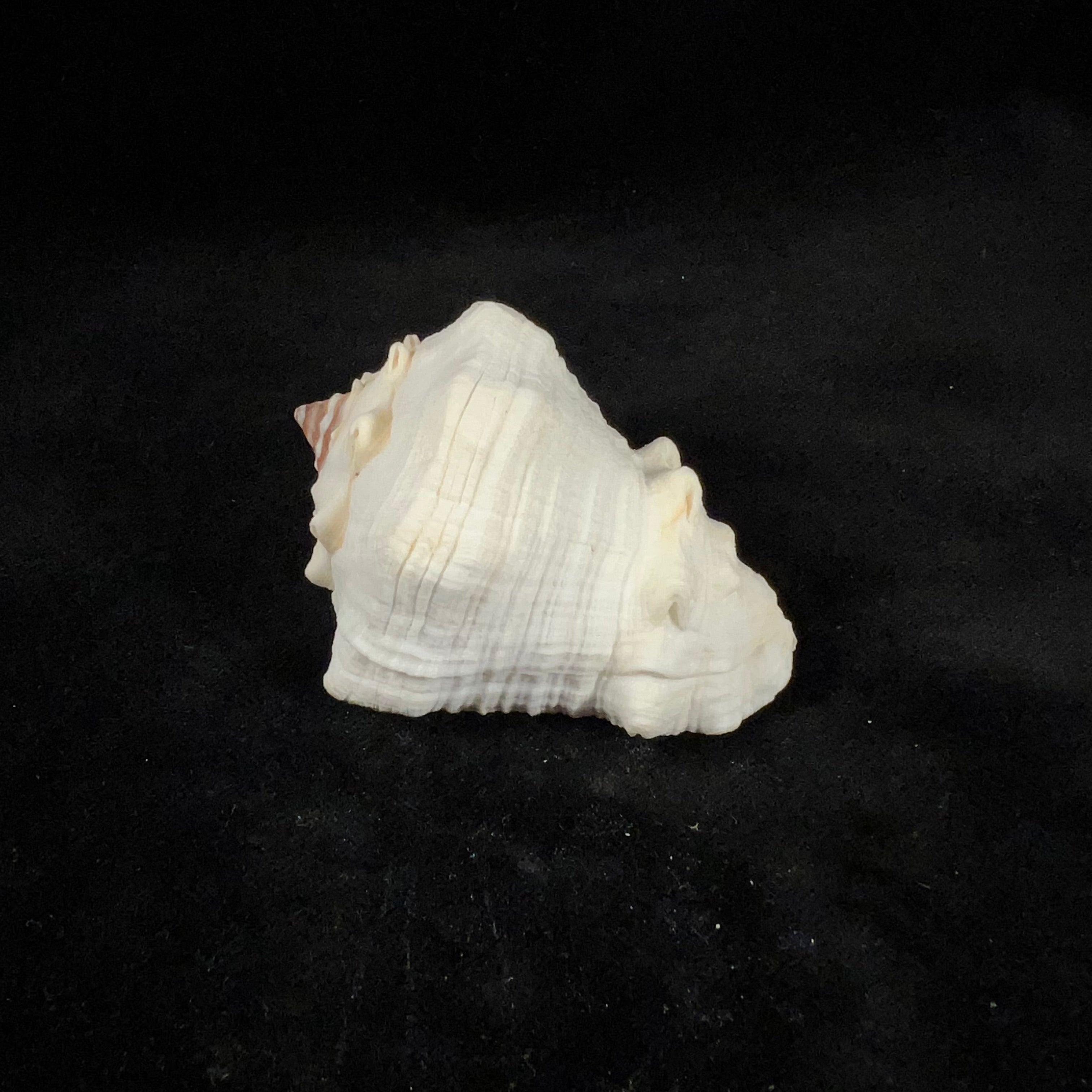 Volutella muricata(出生于 1778 年)- 69,3mm