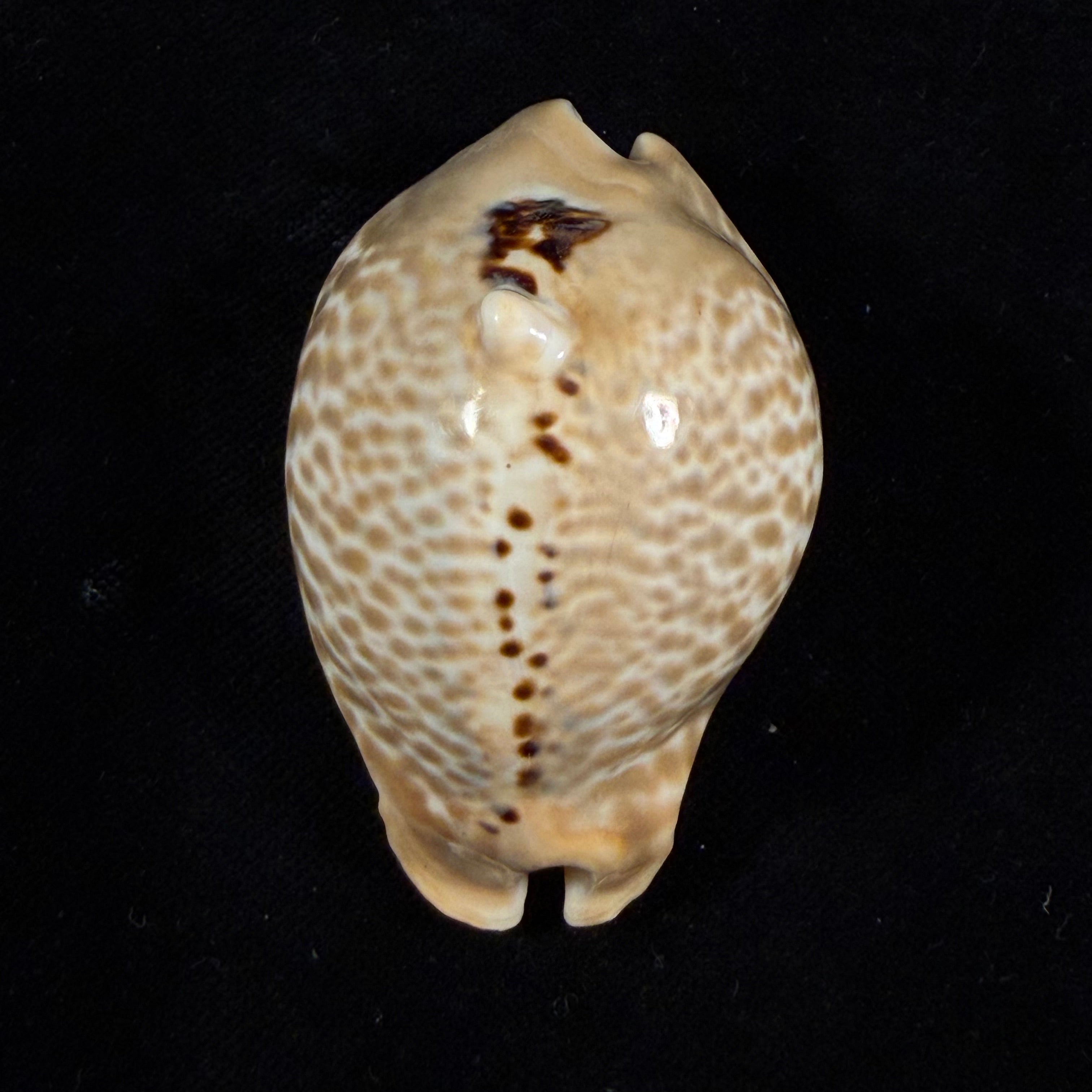 Muracypraea mus tristensis (Petuch, 1987) - 61,1mm