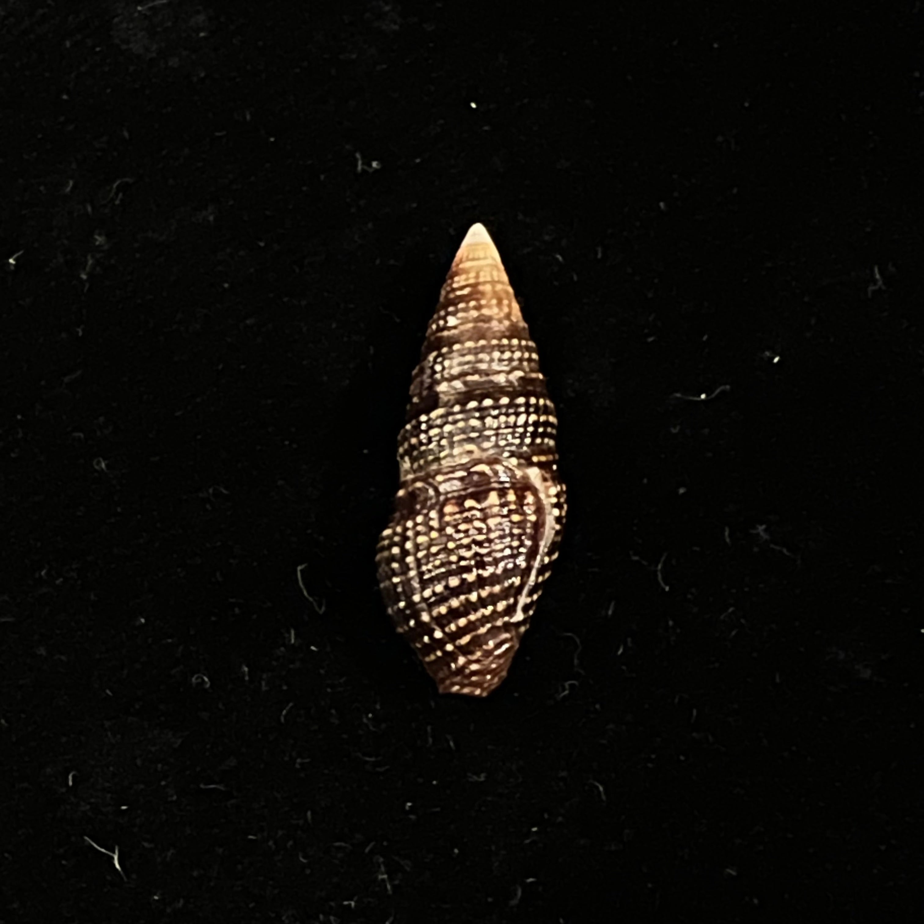 Crassispira cerithina (安东, 1838) - 23,5mm