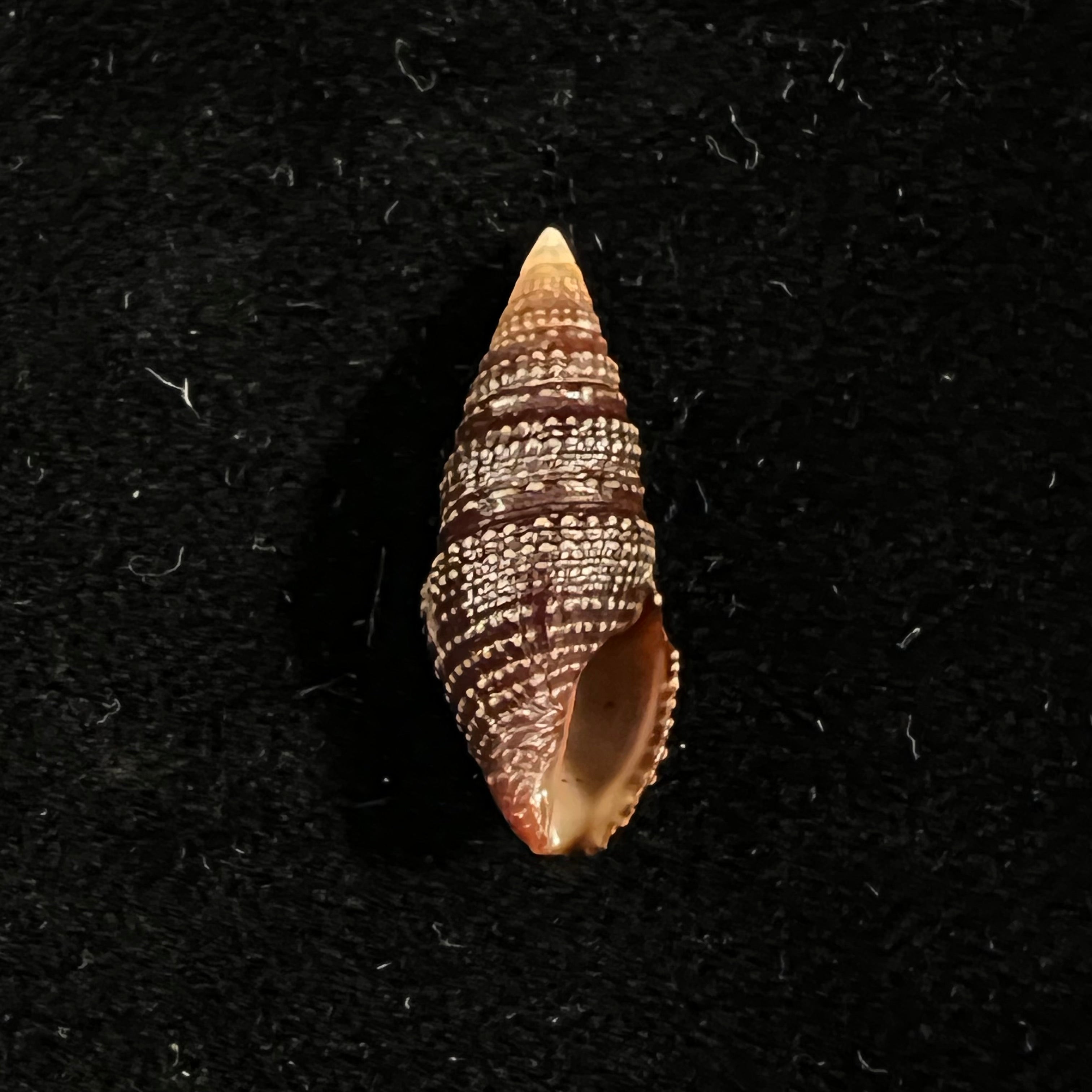 Crassispira cerithina (安东, 1838) - 23,5mm
