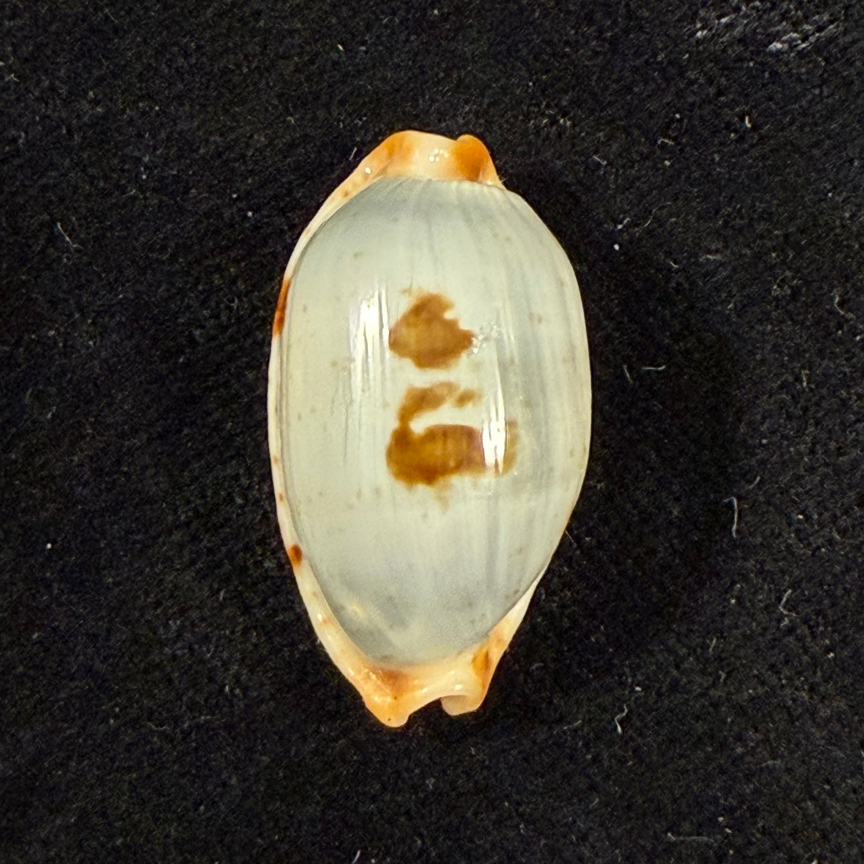 Bistolida stolida salaryensis Bozzetti, 2008 - 27,5mm