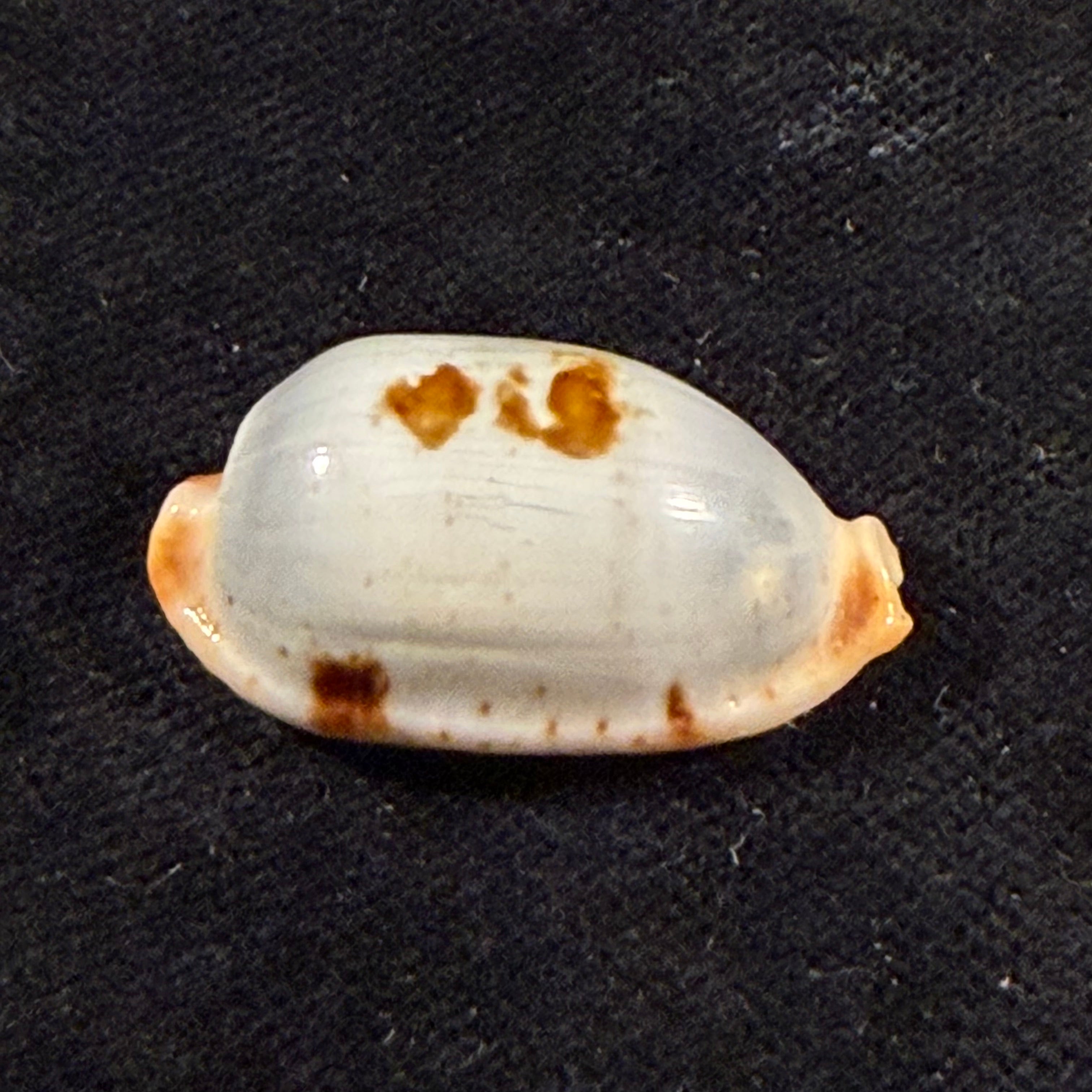 Bistolida stolida salaryensis Bozzetti, 2008 - 27,5mm