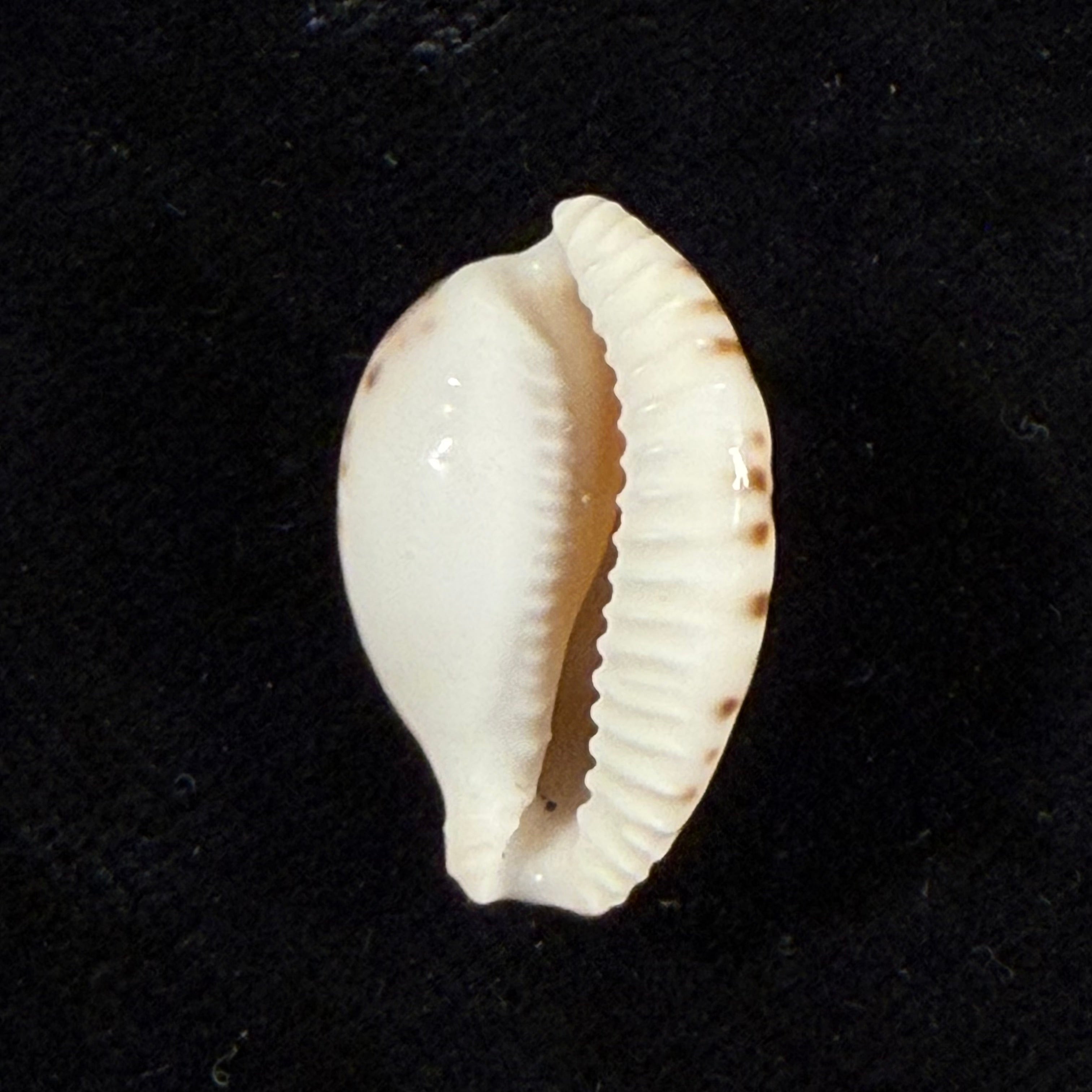Cypraeovula algoensis permarginata Lorenz, 1989 - 21,3mm
