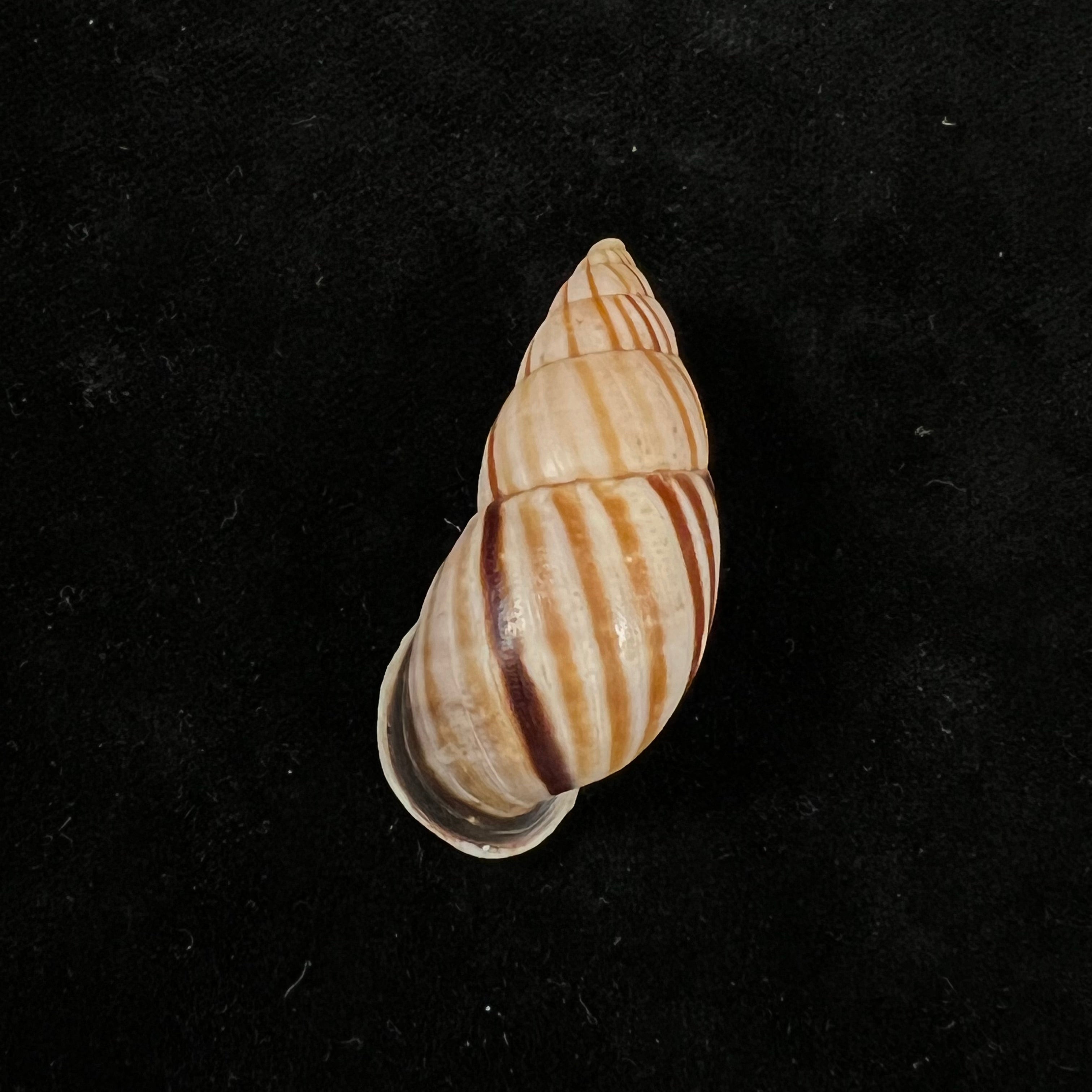 Neopetraeus lobbii (Reeve, 1849) - 39,1毫米