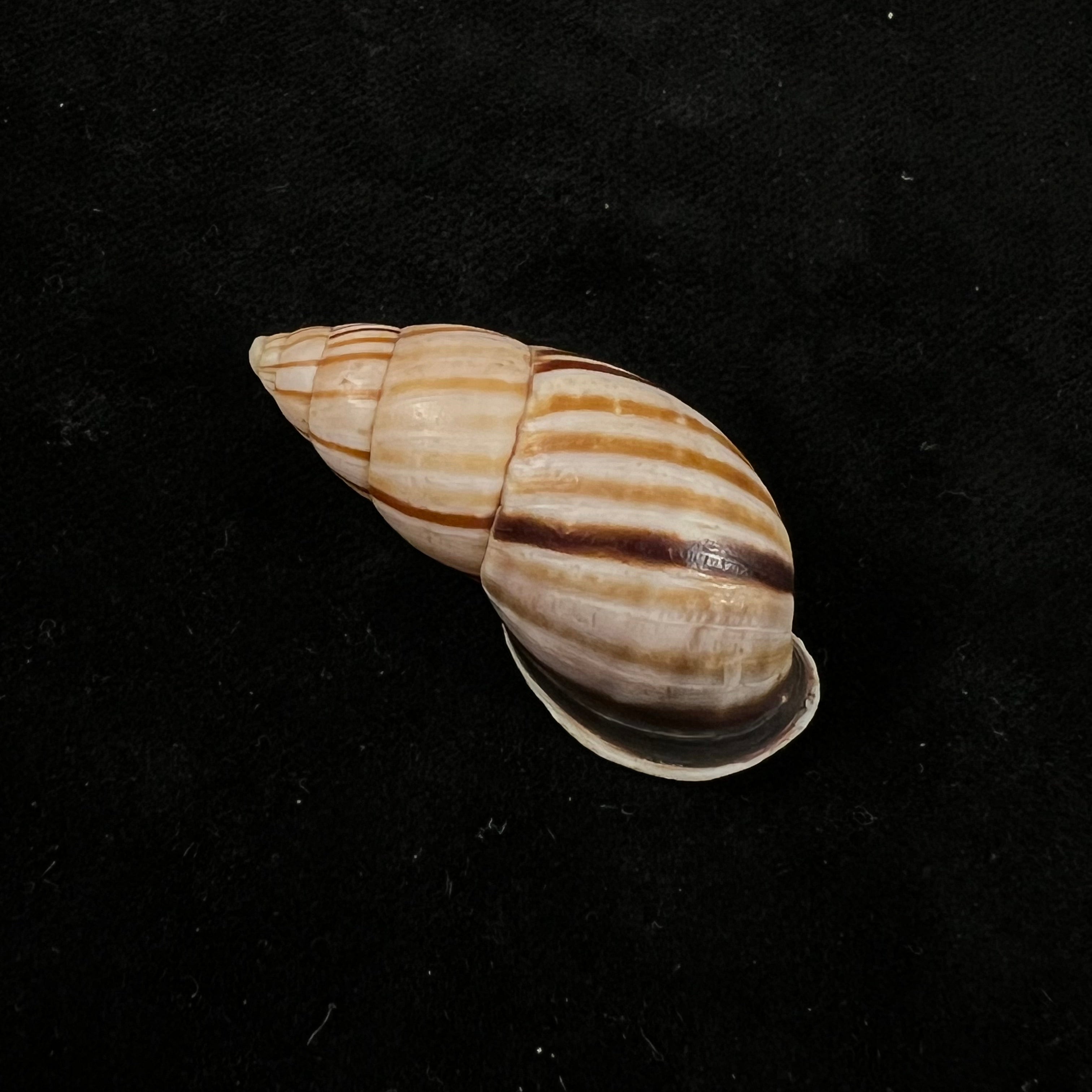 Neopetraeus lobbii (Reeve, 1849) - 39,1毫米