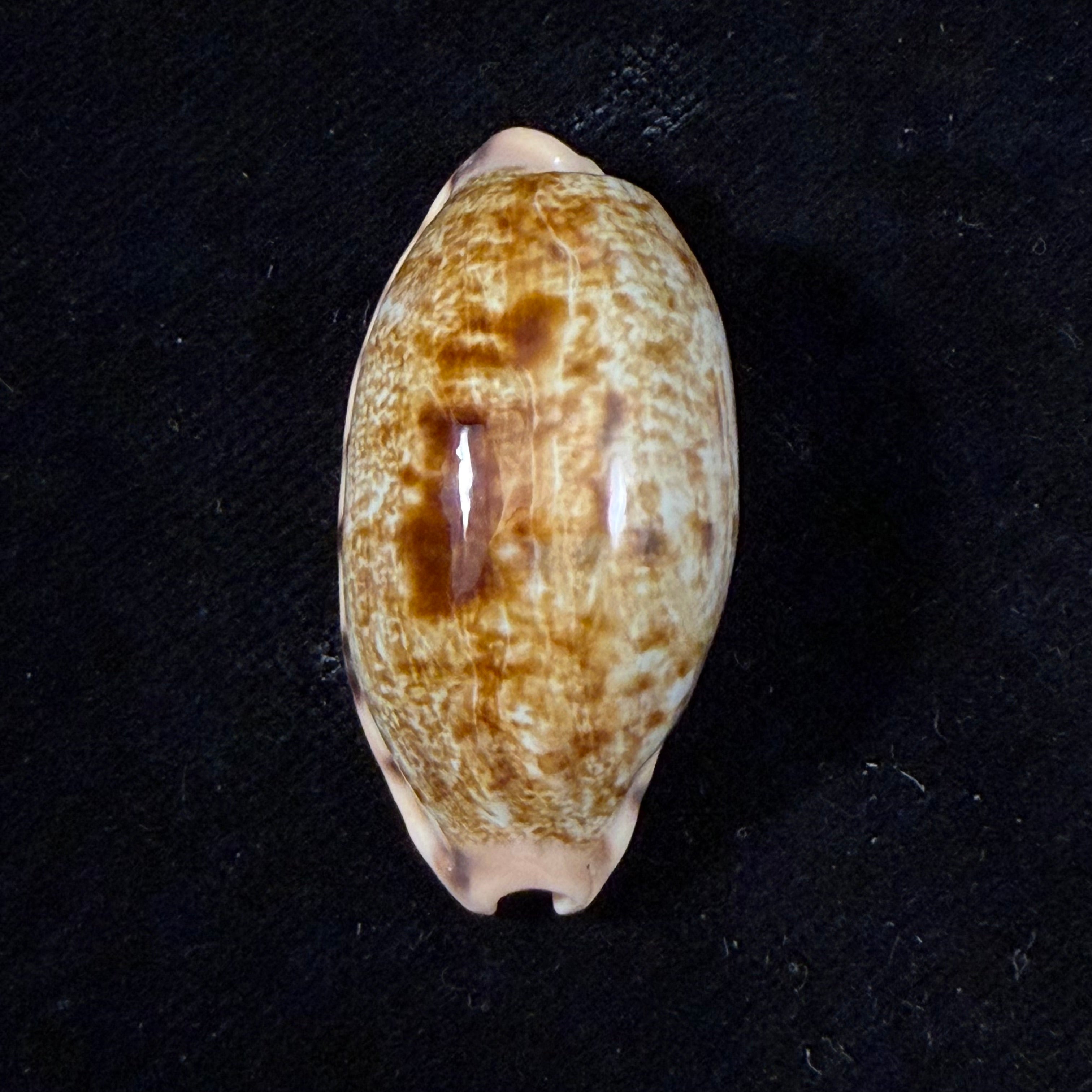 Talostolida pellucens panamensis (Lorenz, 2002) - 38,7mm
