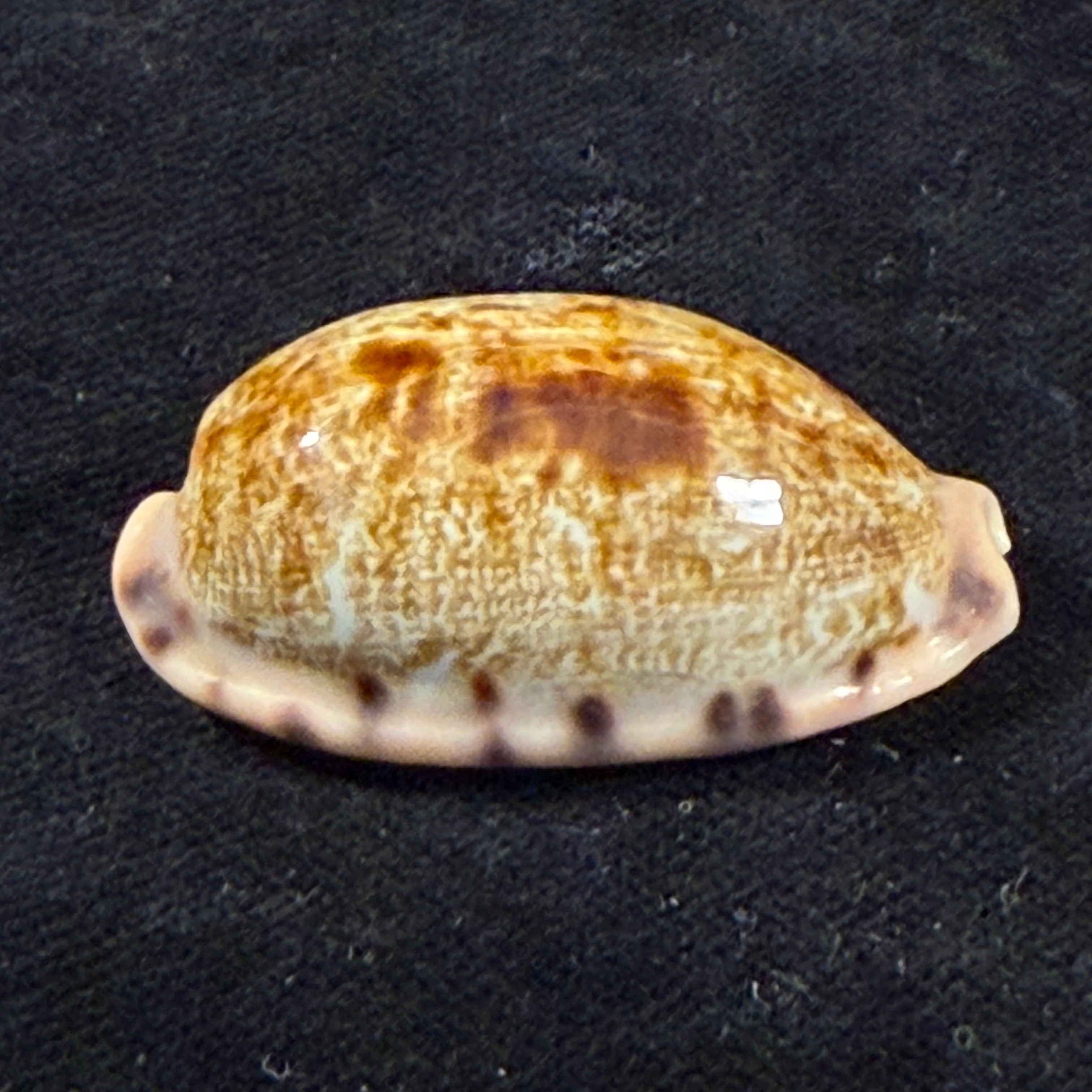 Talostolida pellucens panamensis (Lorenz, 2002) - 38,7mm