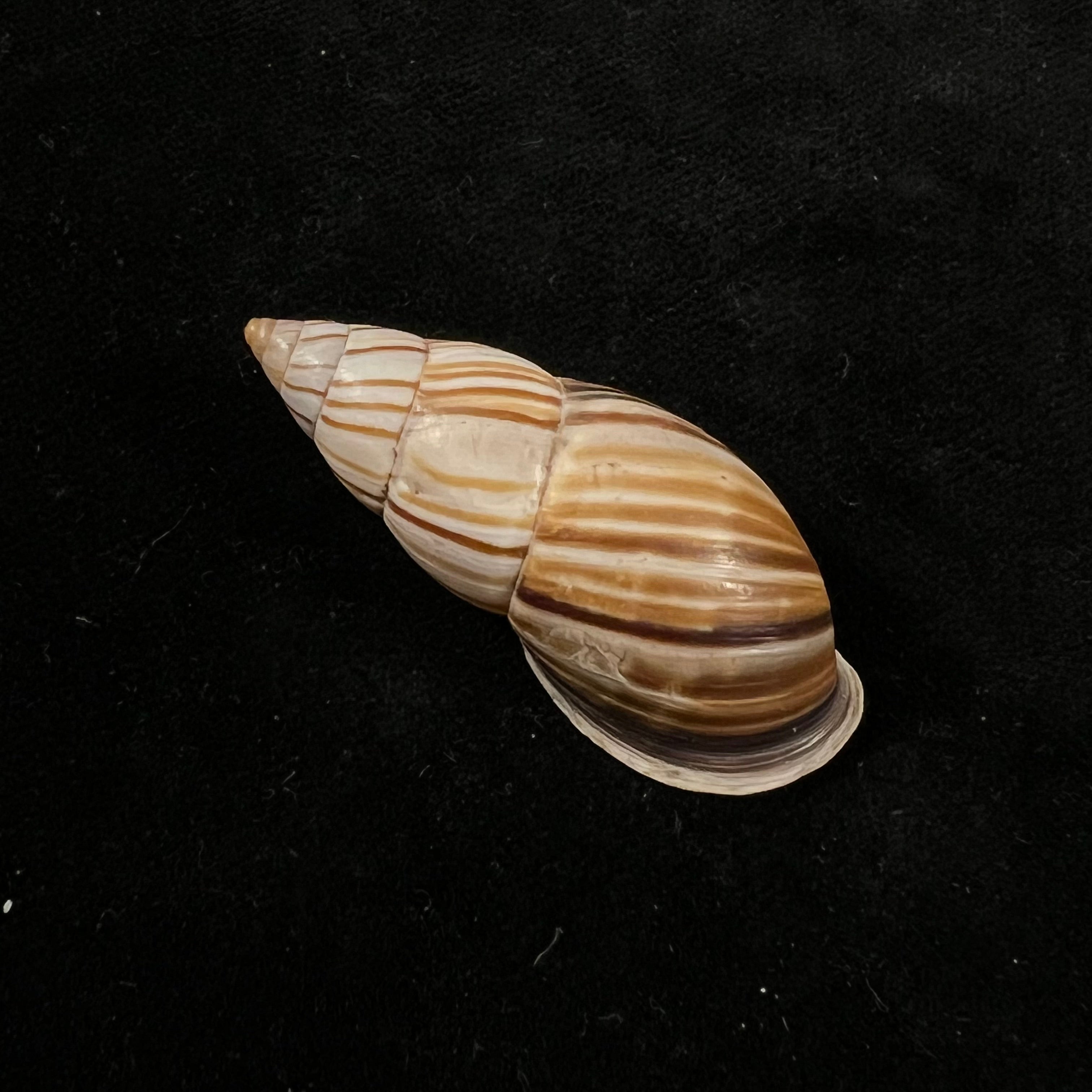 Neopetraeus lobbii (Reeve, 1849) - 41,5毫米