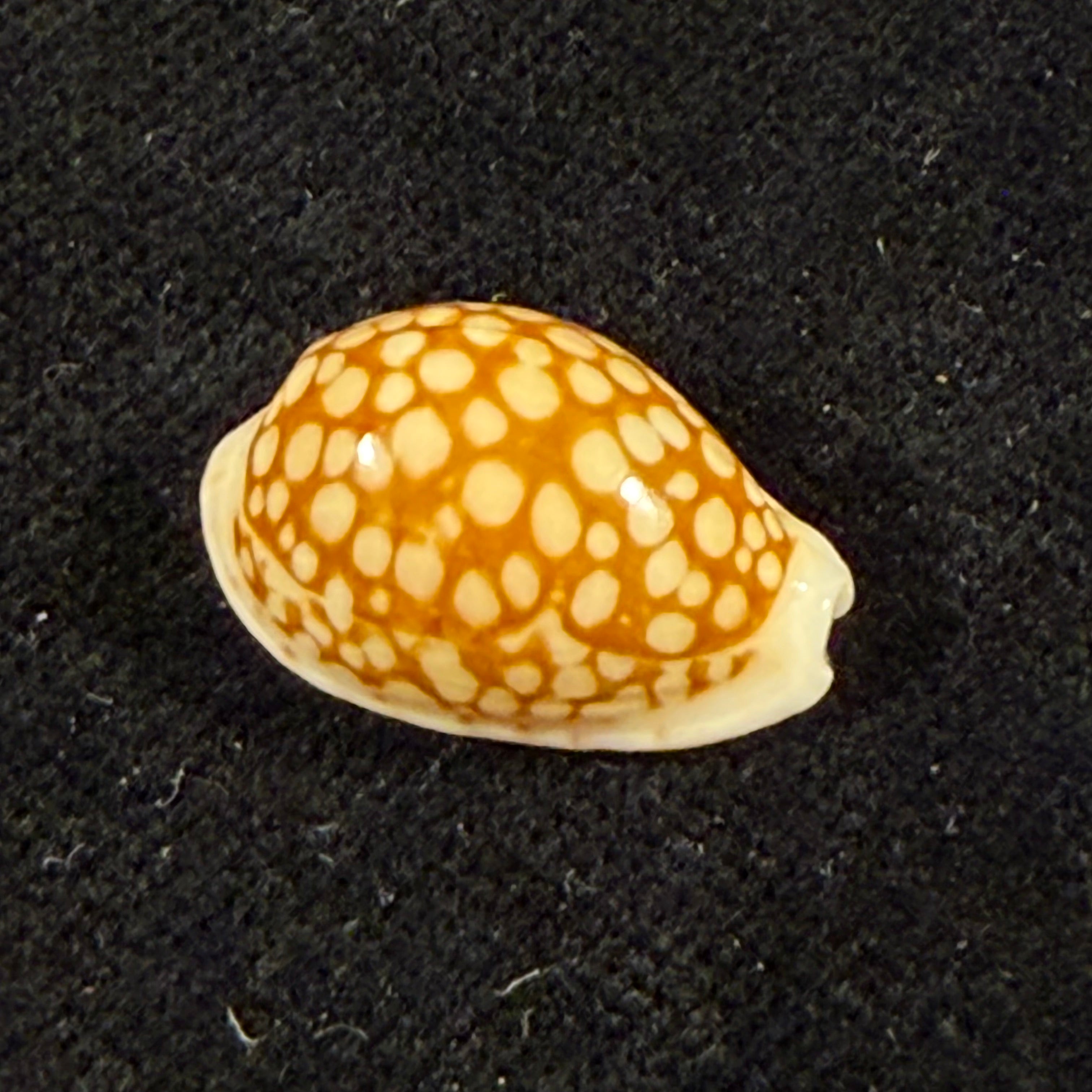Cribrarula comma toliaraensis Bozzetti, 2007 - 18,3mm