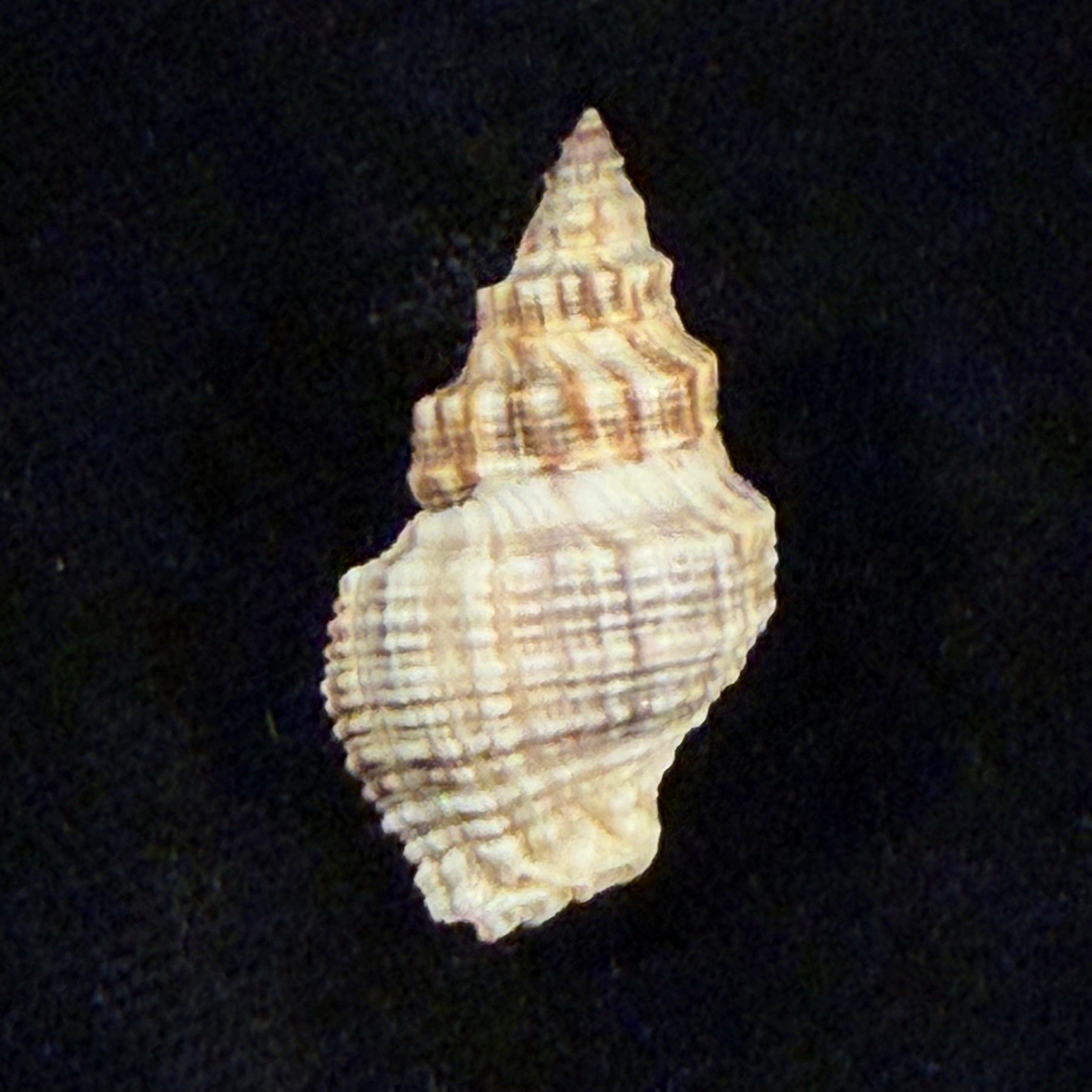 Thaisella mariae (Lange de Morretes, 1954) - 29,8mm