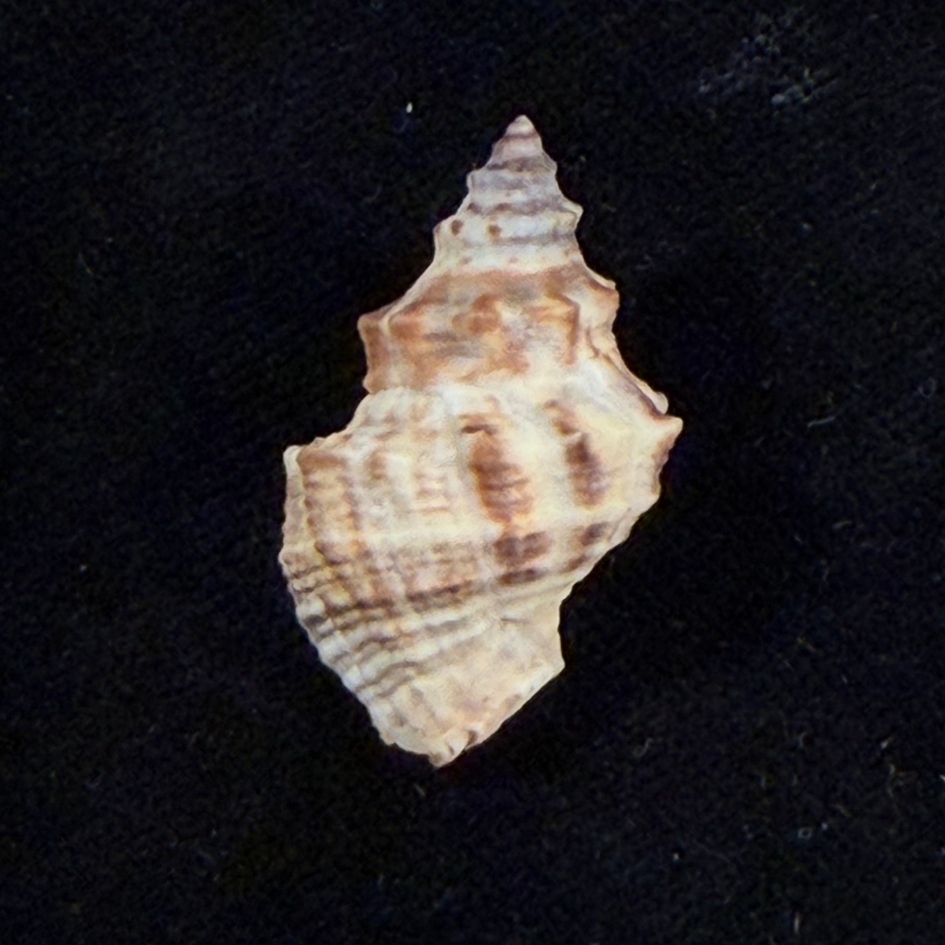 Thaisella mariae (Lange de Morretes, 1954) - 30mm