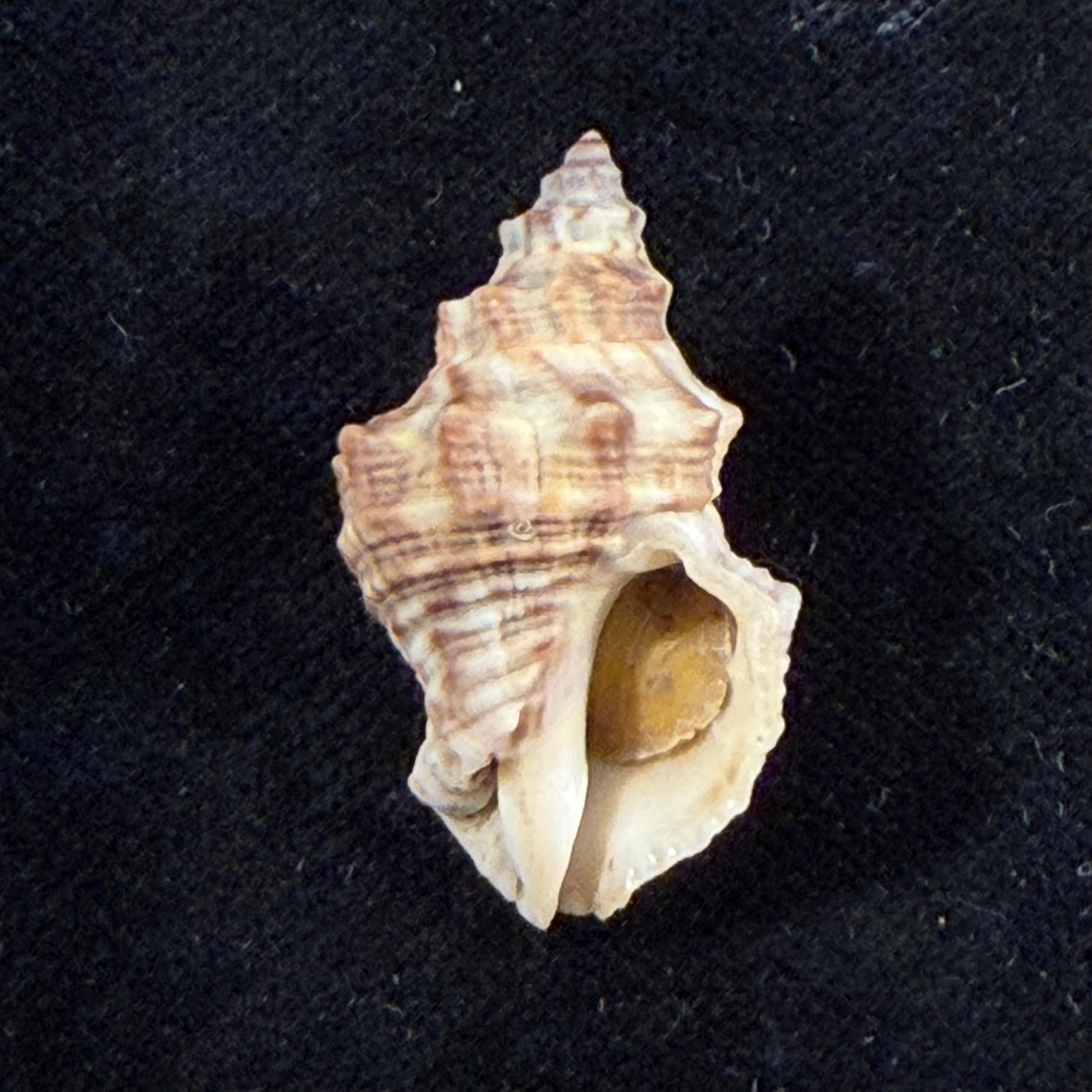 Thaisella mariae (Lange de Morretes, 1954) - 30mm