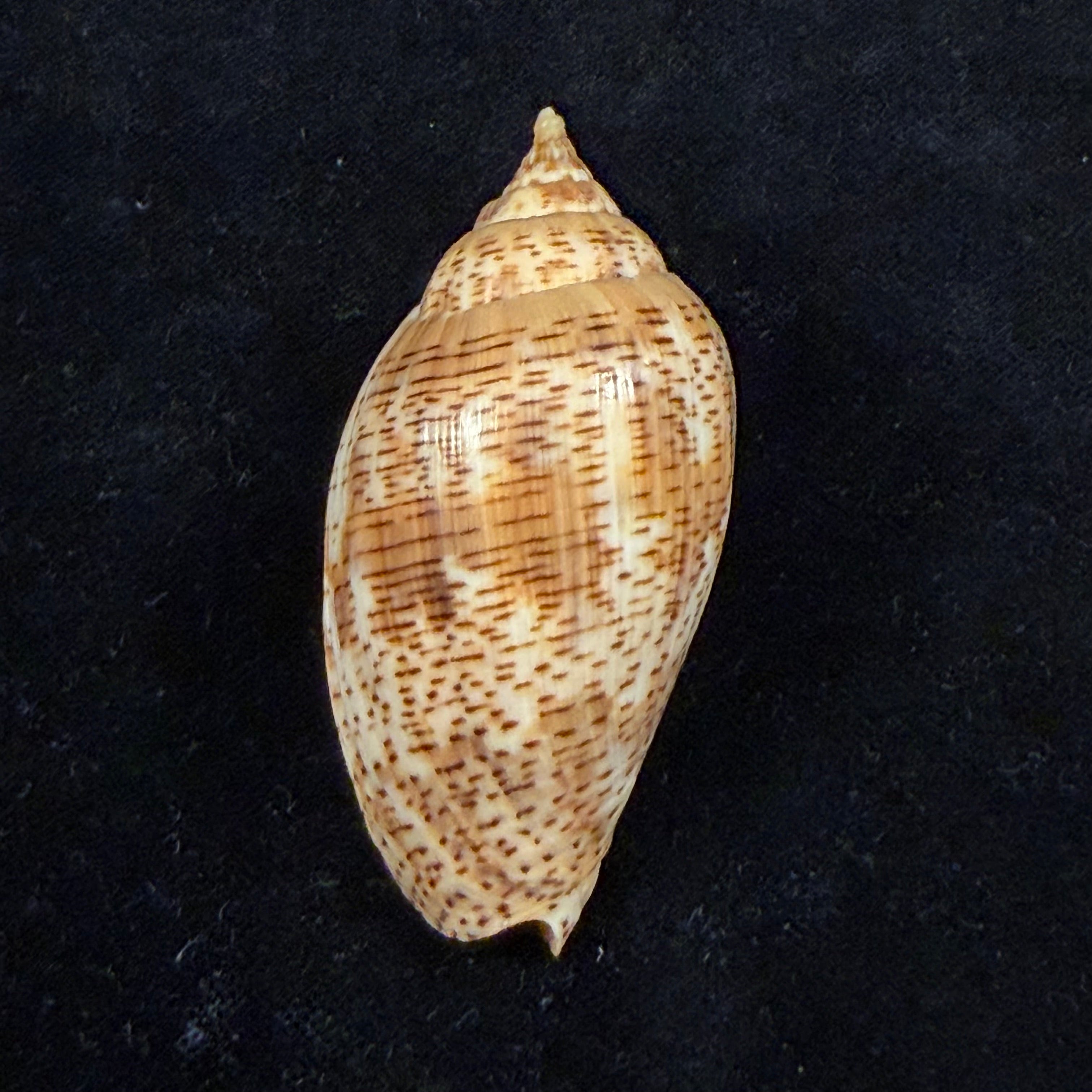 Harpulina lapponica (Linnaeus, 1767) - 64,3mm