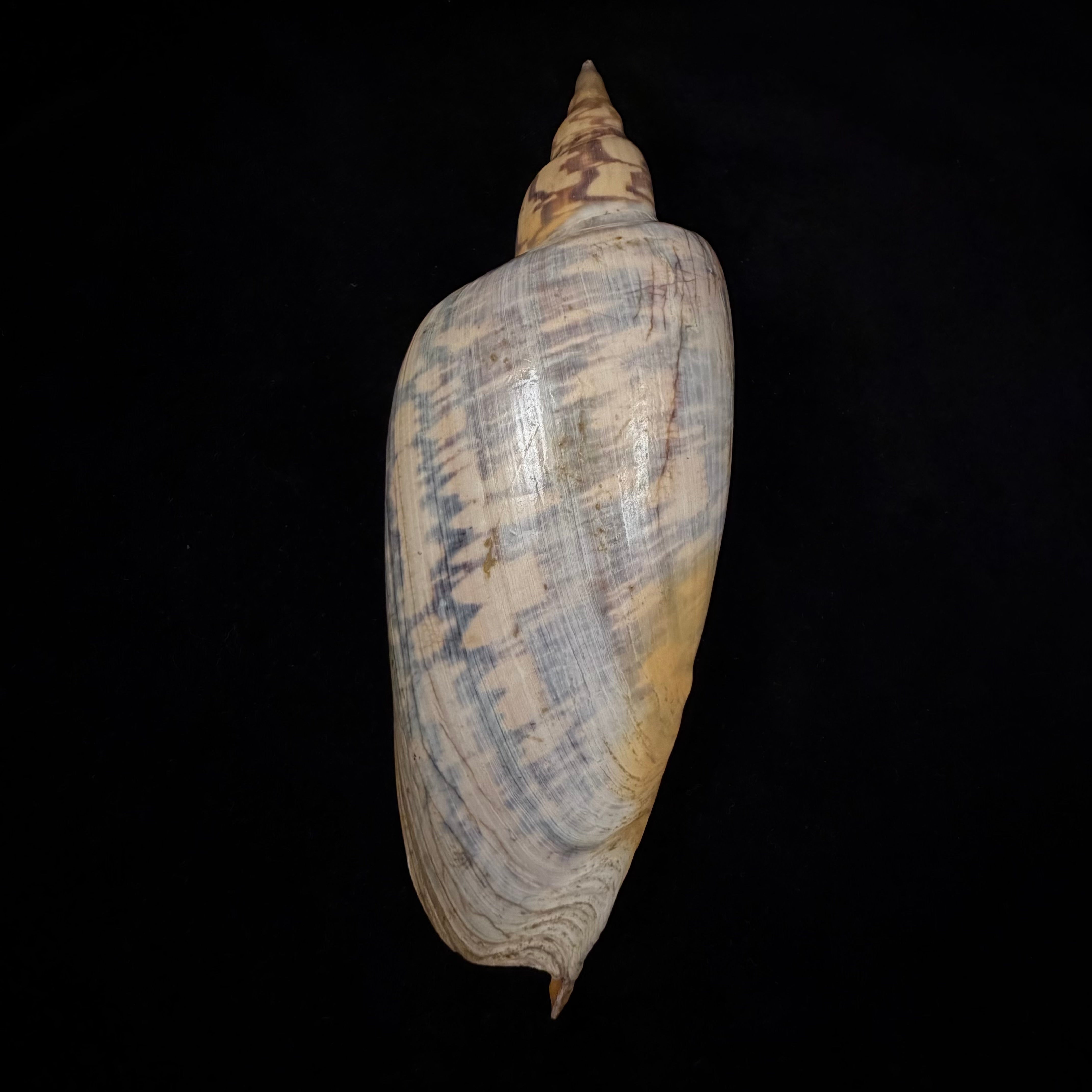 Zidona dufresnei (Donovan, 1823) - 177,3mm