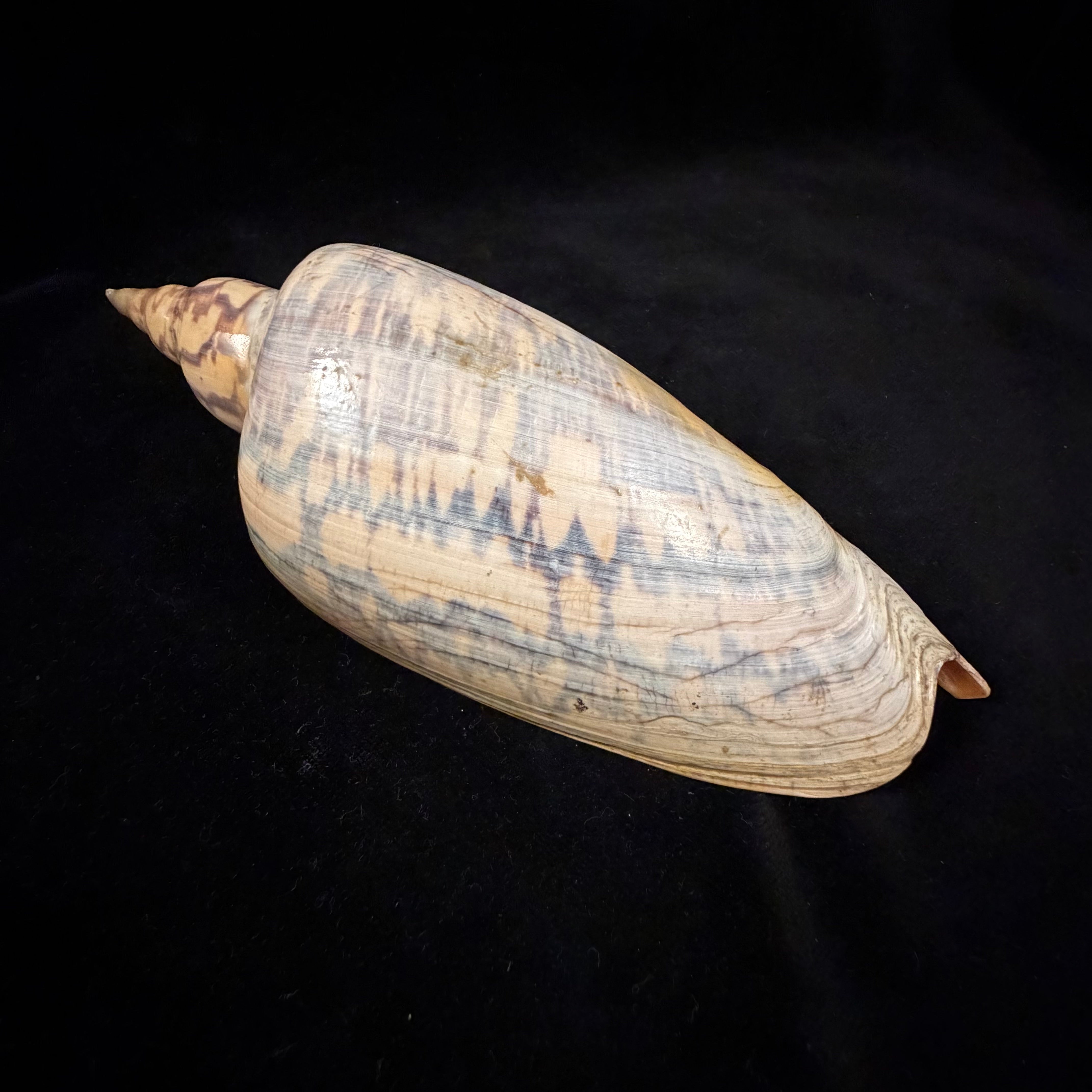 Zidona dufresnei (Donovan, 1823) - 177,3mm