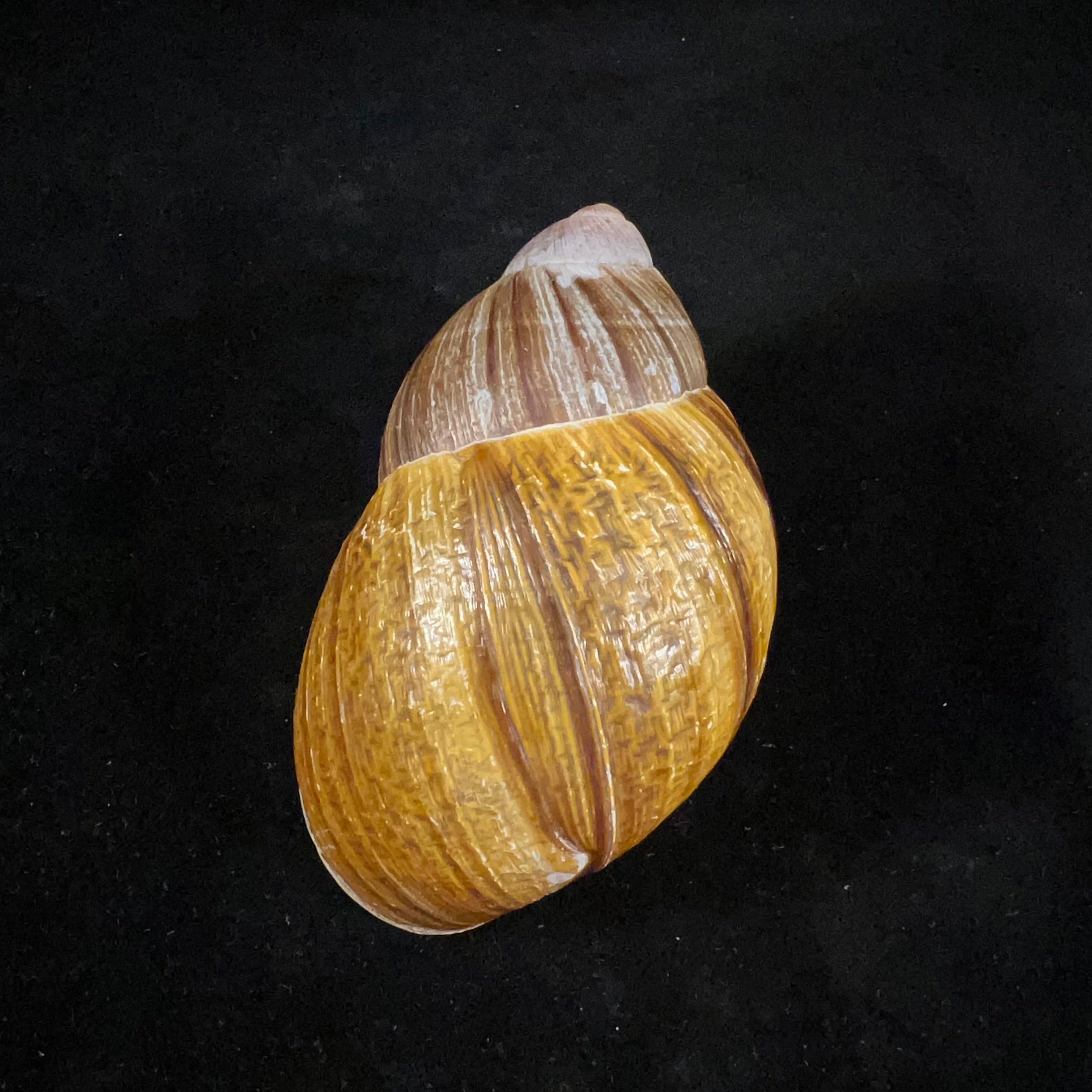 Megalobulimus gummatus(伊达尔戈,1870)- 100,5毫米