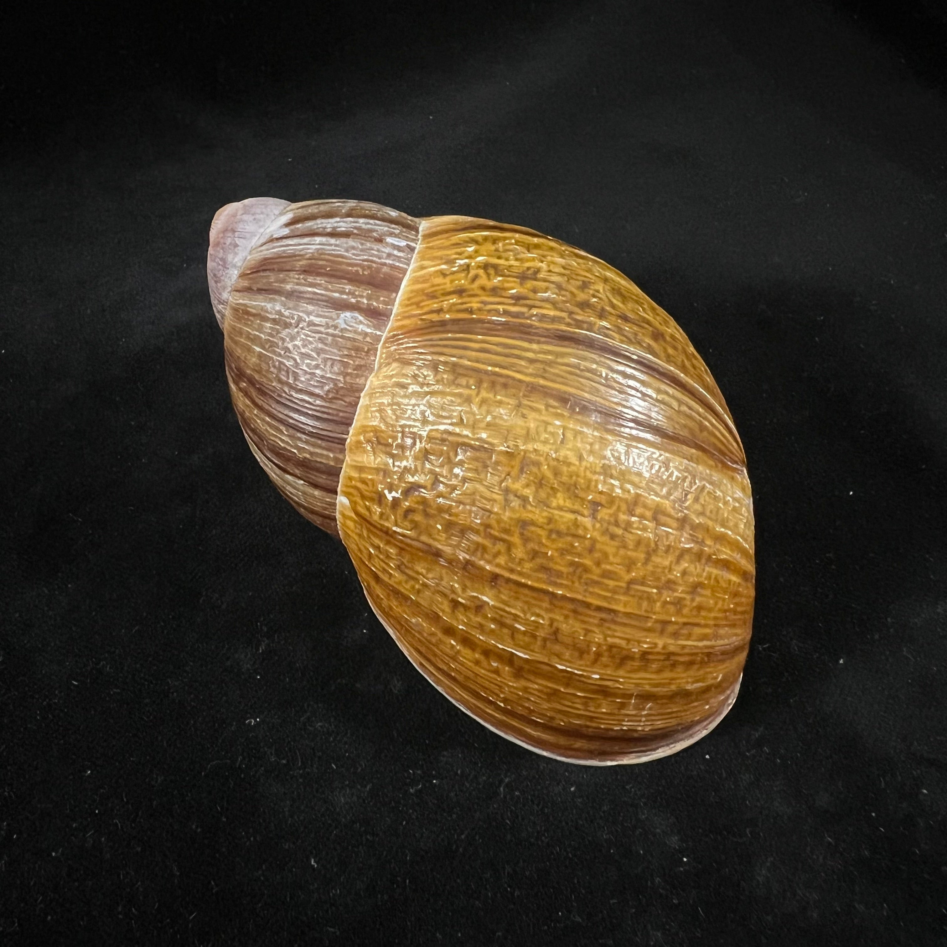 Megalobulimus gummatus(伊达尔戈,1870)- 100,5毫米