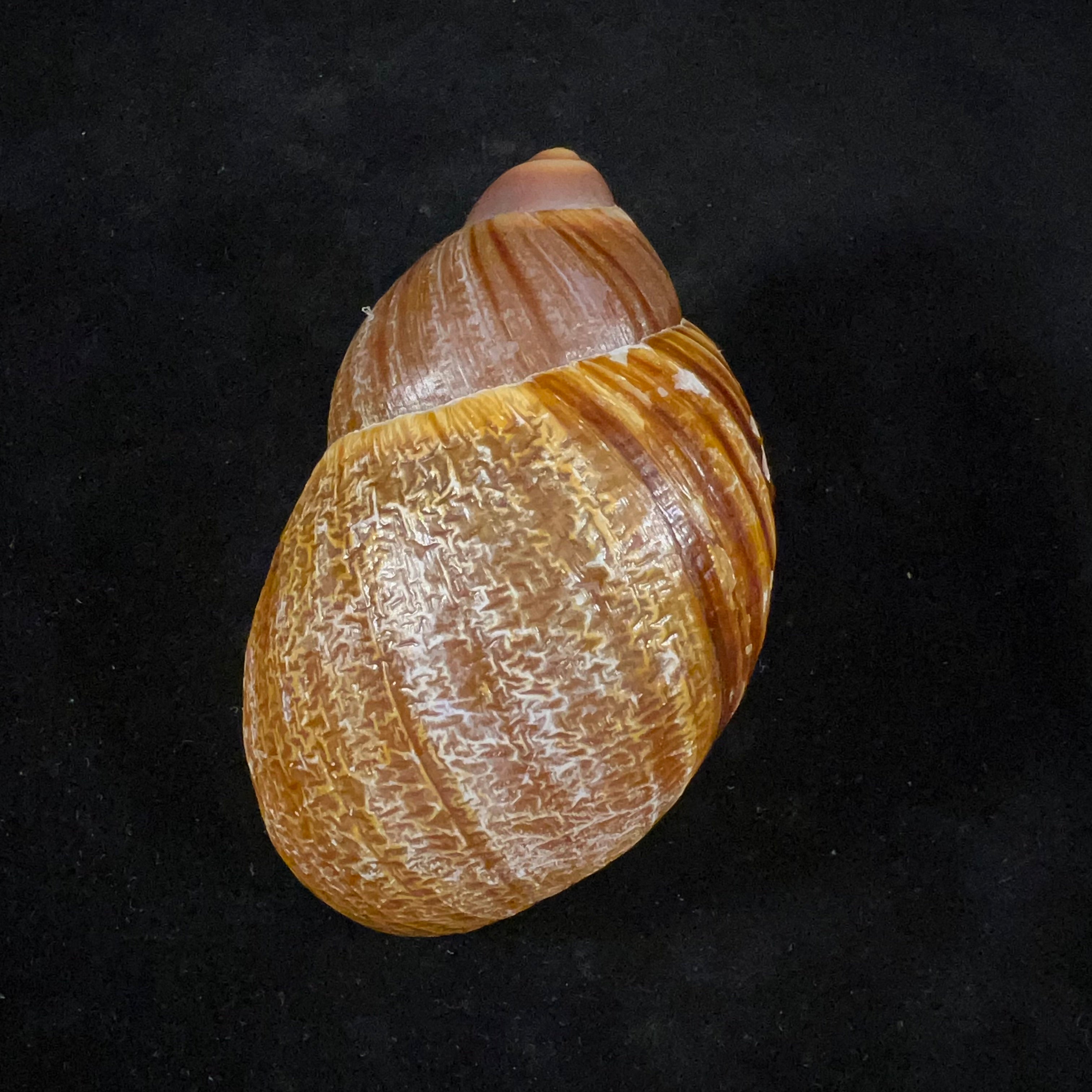Megalobulimus gummatus(伊达尔戈,1870)- 100,6毫米