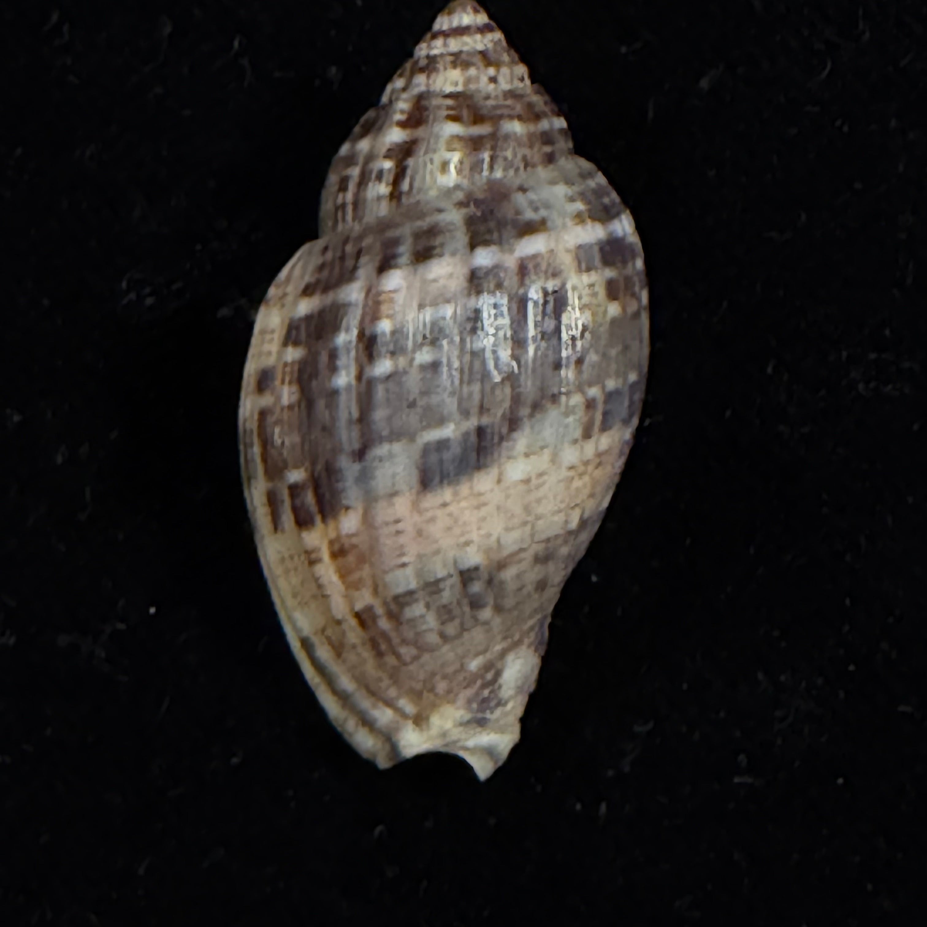 Lyria grangeri (G. B. Sowerby III, 1900) - 34,9mm