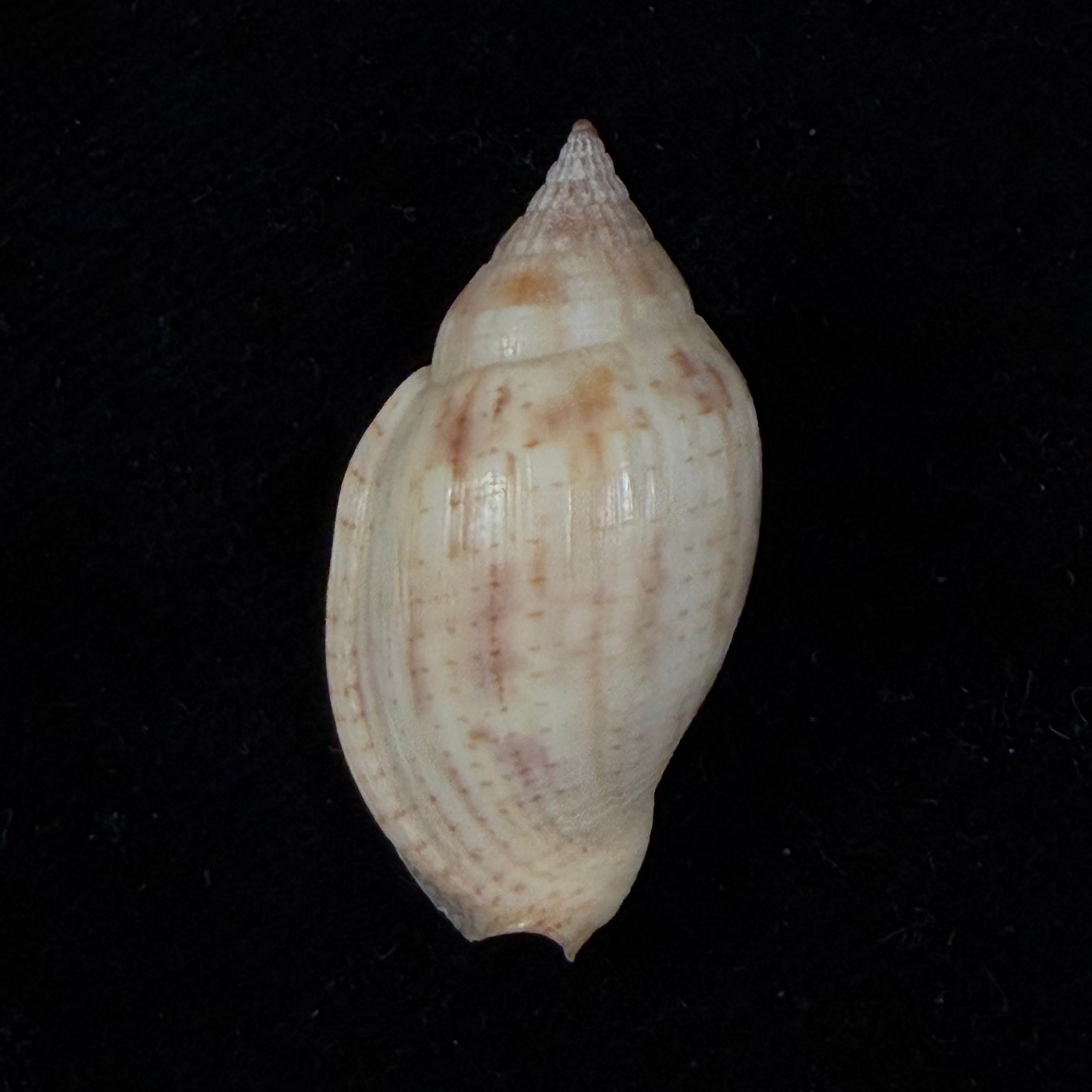 Lyria deliciosa (Montrouzier, 1859) - 33,1mm