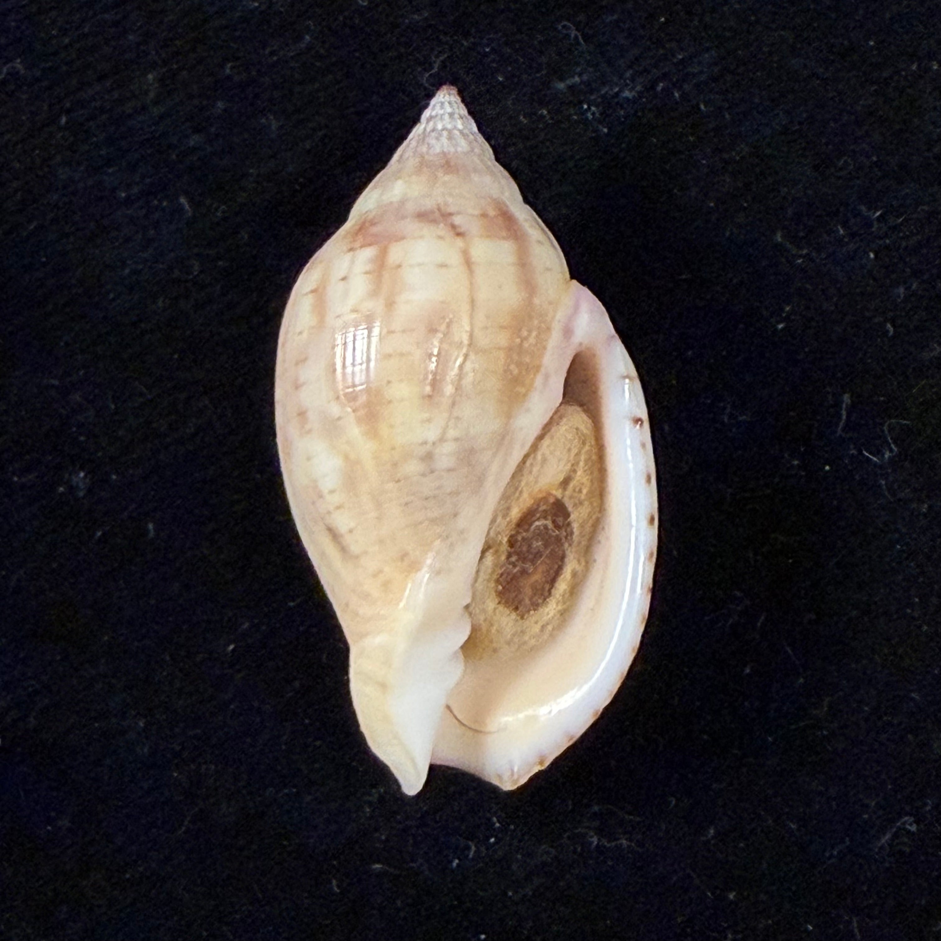 Lyria deliciosa (Montrouzier, 1859) - 33,1mm