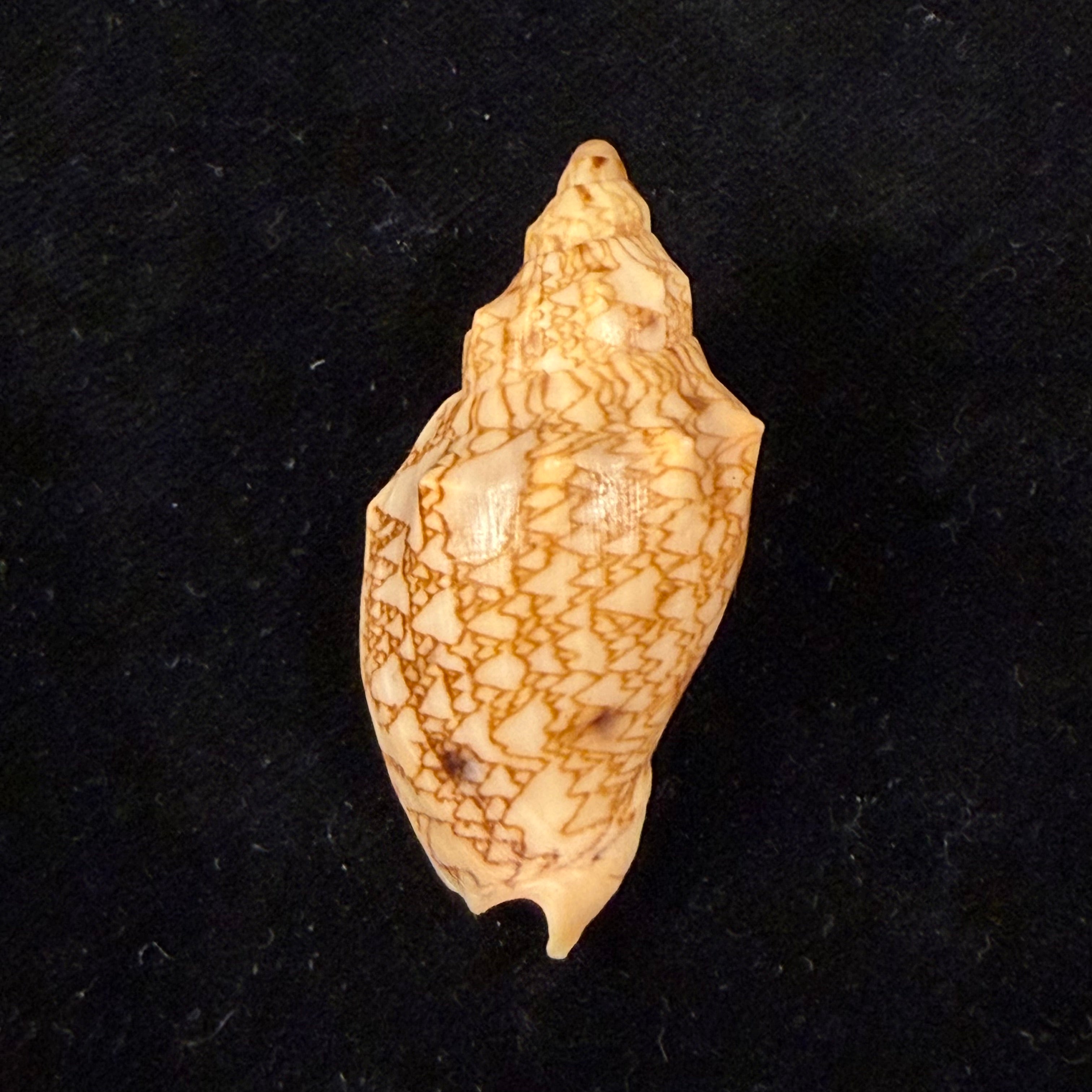 Odontocymbiola americana (Reeve, 1856) - 45,3mm