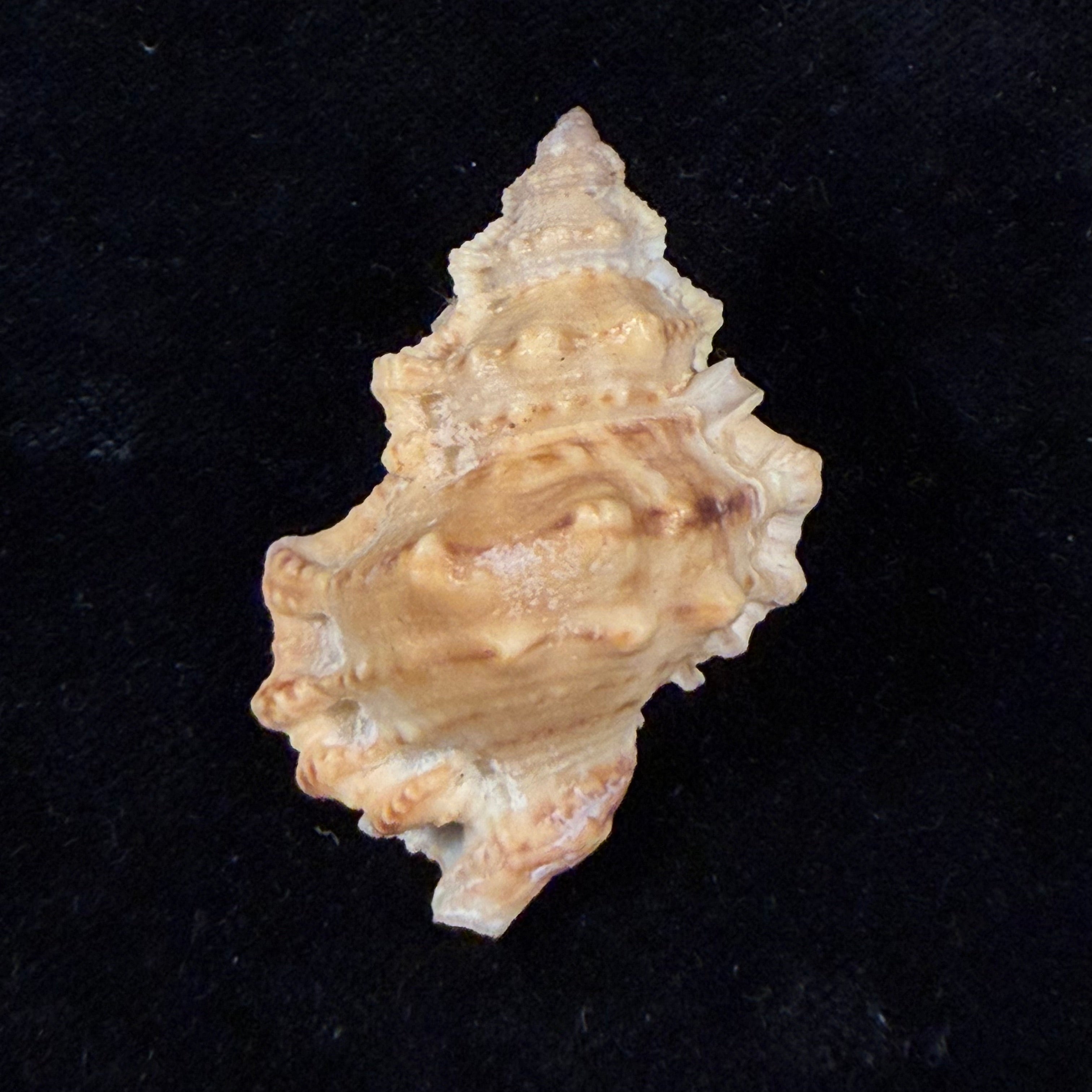 Bursa calcipicta Dall, 1908 - 44,8mm