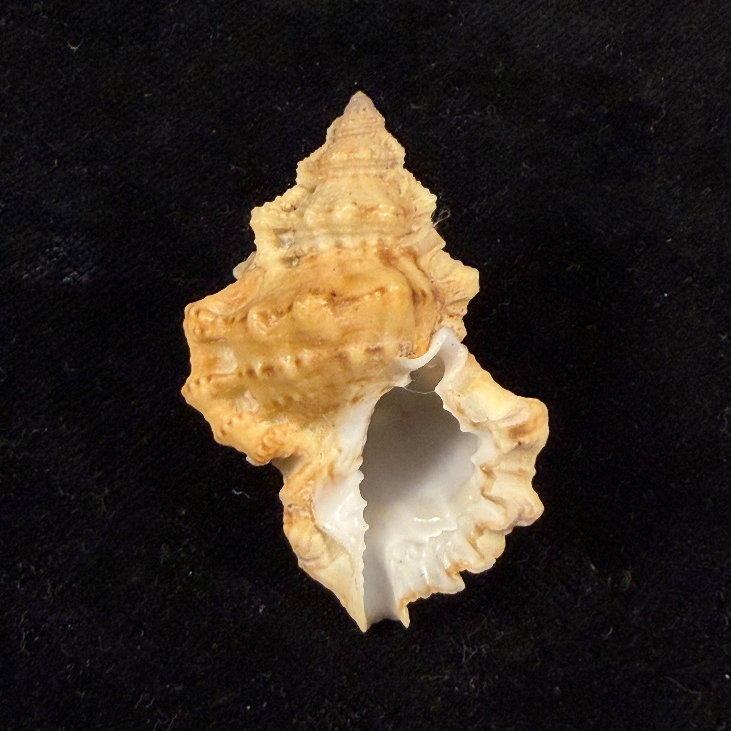 Bursa calcipicta Dall, 1908 - 44,8mm