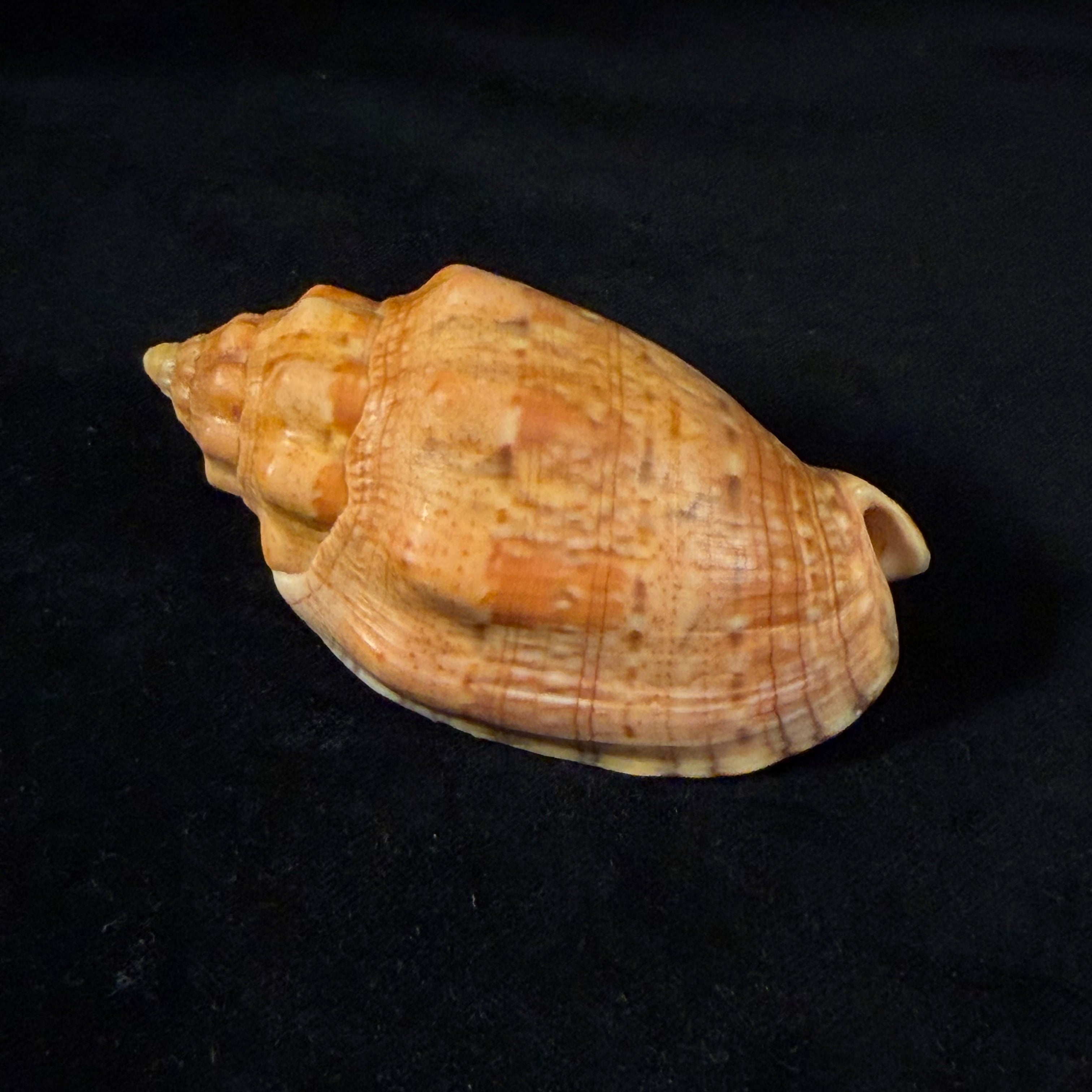 Voluta musica Linnaeus, 1758 - 89,9mm