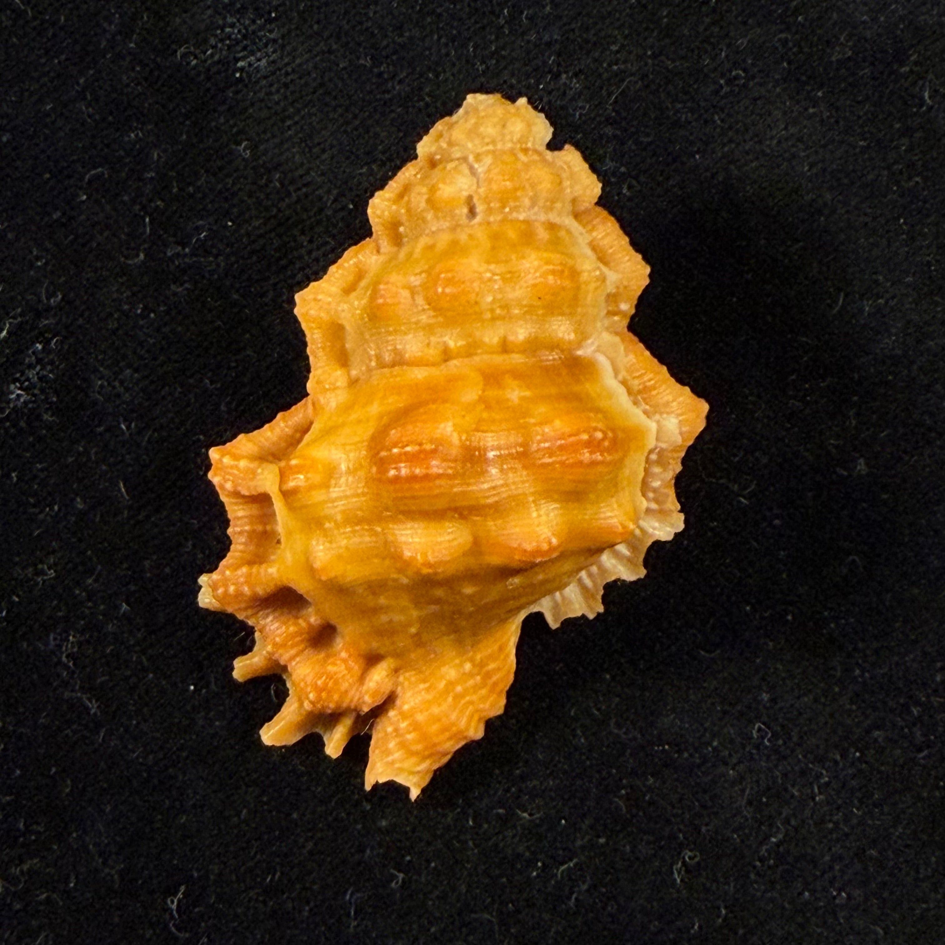 Bursa corrugata ponderosa (Reeve, 1844) - 50,7mm