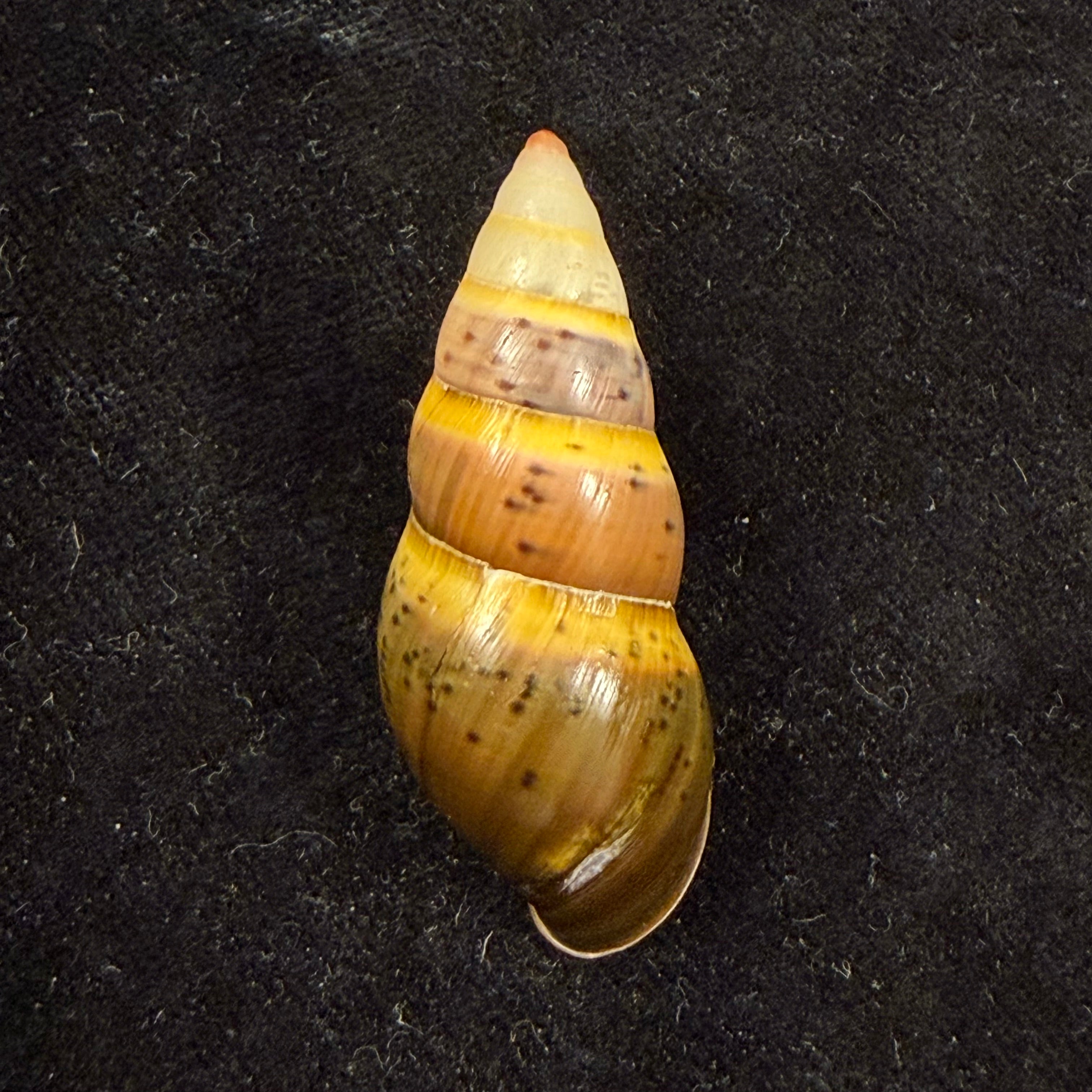 Amphidromus semicinereus Thach, 2018 - 45,2mm