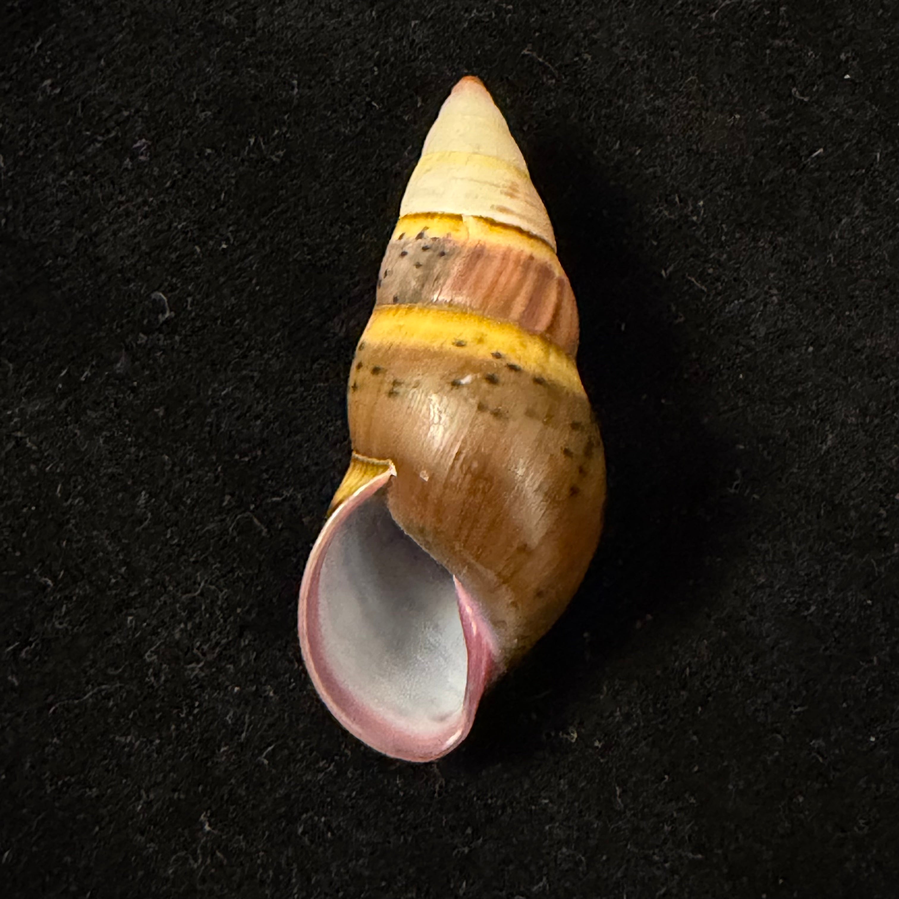 Amphidromus semicinereus Thach, 2018 - 45,2mm